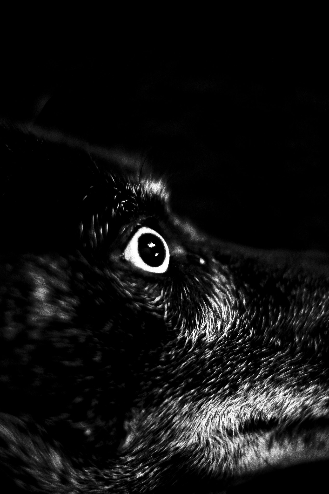 Canon EOS 50D + Canon EF 50mm F1.4 USM sample photo. Black dog,white eye photography