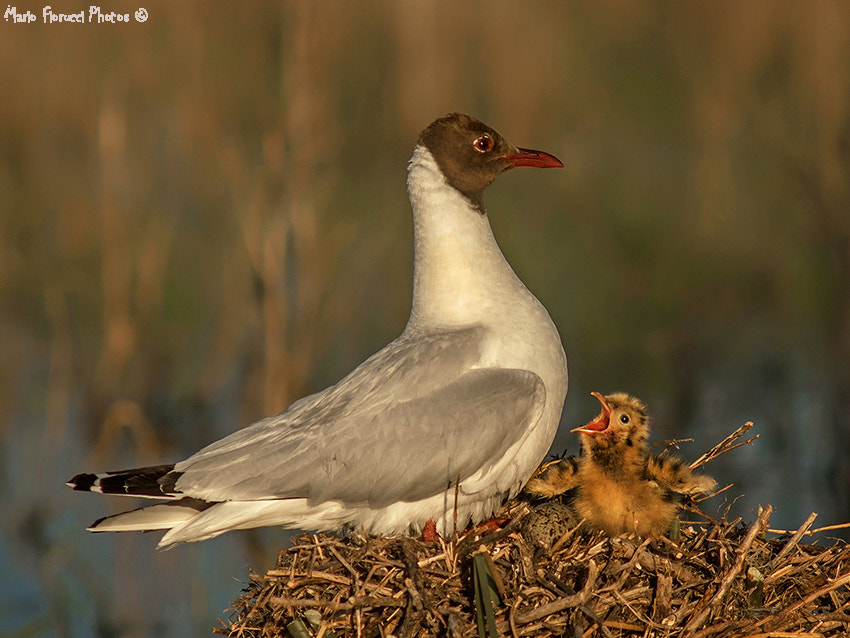 AF Zoom-Nikkor 75-300mm f/4.5-5.6 sample photo. Brown-hooded gull and pigeon photography