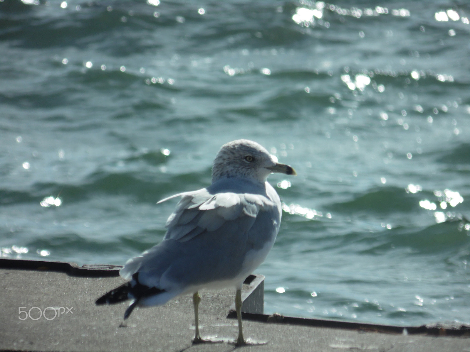 Samsung WB110/  WB111 sample photo. Seagull photography
