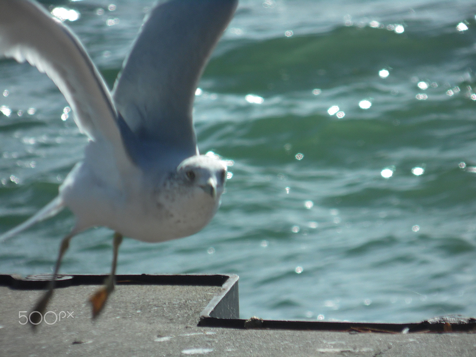 Samsung WB110/  WB111 sample photo. Seagull2 photography