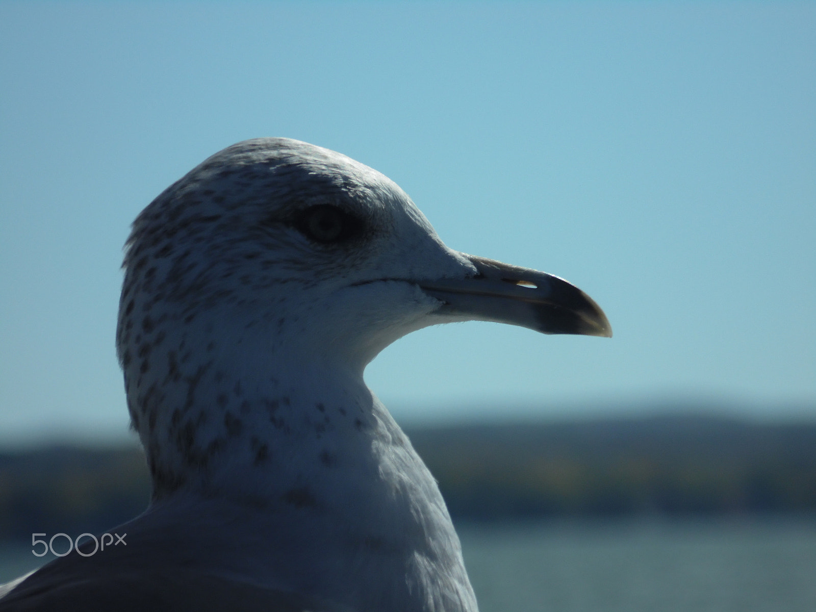 Samsung WB110/  WB111 sample photo. Seagull3 photography