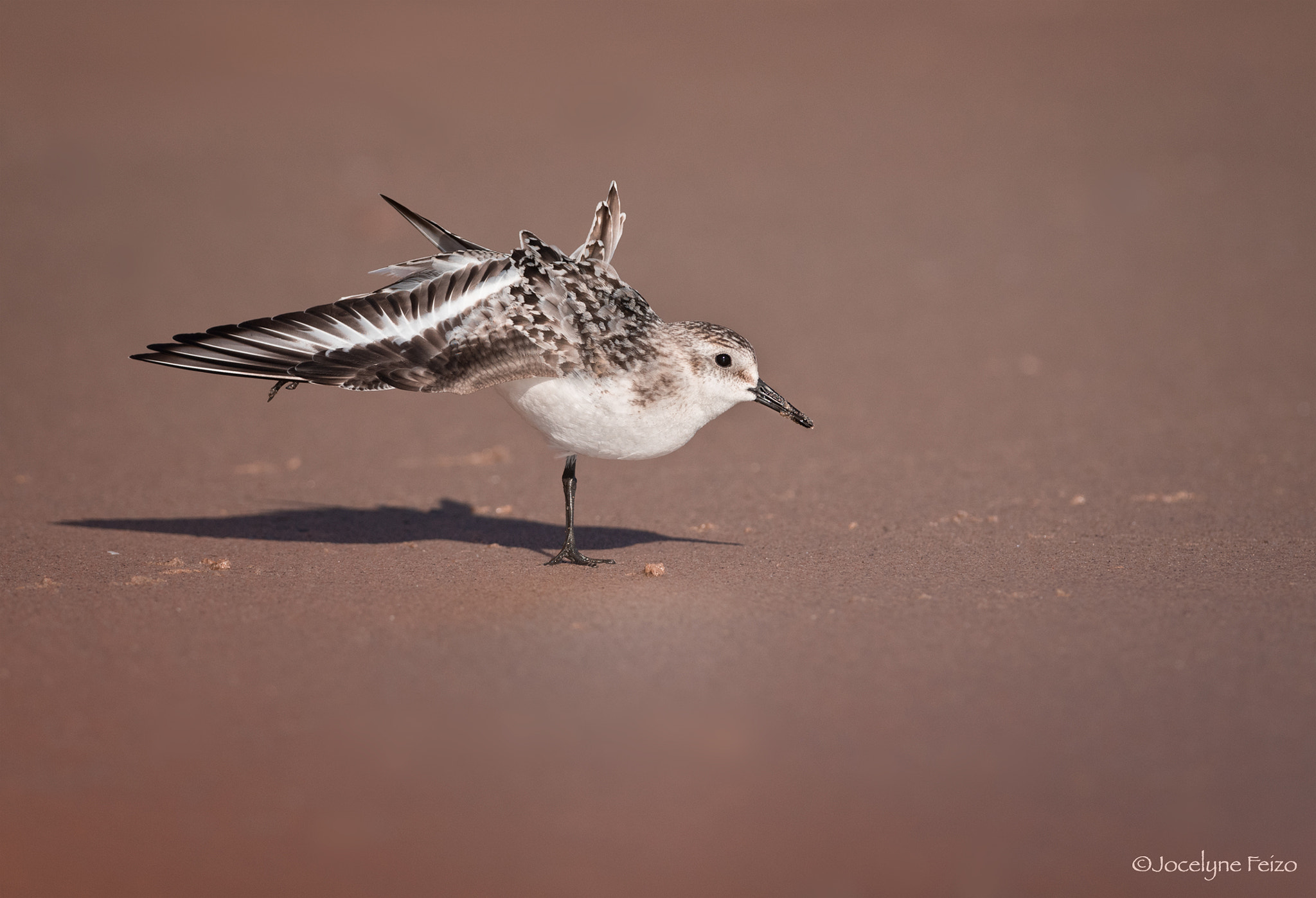 Nikon D750 + Nikon AF-S Nikkor 300mm F4D ED-IF sample photo. Arabesque photography