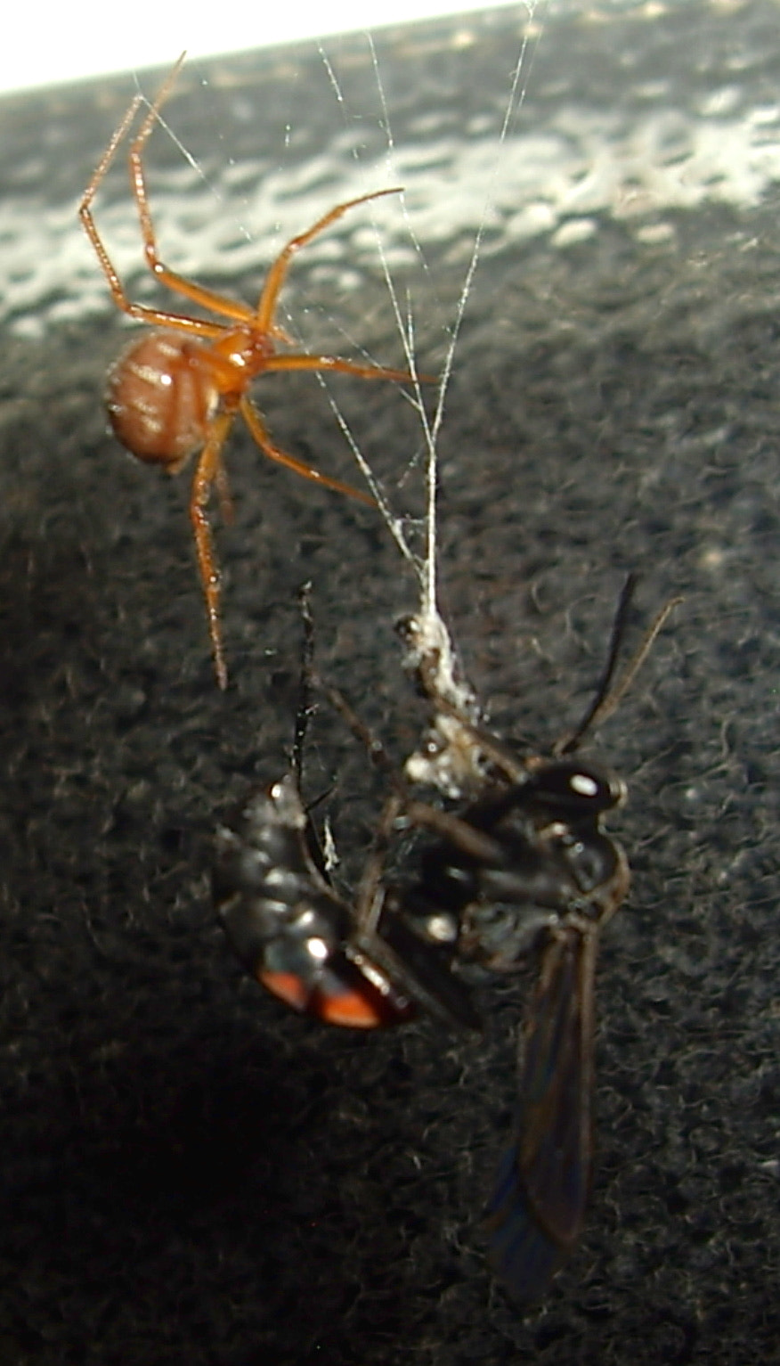 Pentax OPTIO A10 sample photo. Epic battle photography