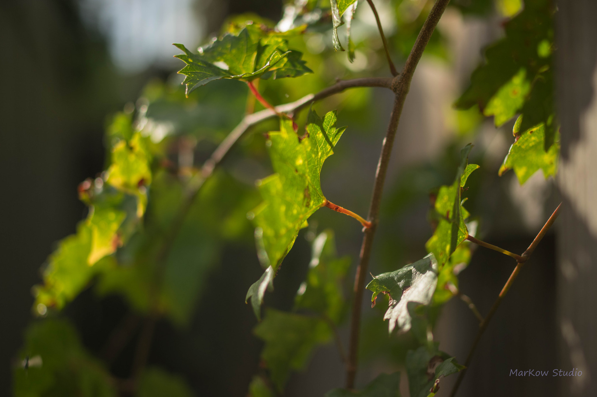 Pentax K-3 + Pentax smc DA 35mm F2.4 AL sample photo. Lv1 photography