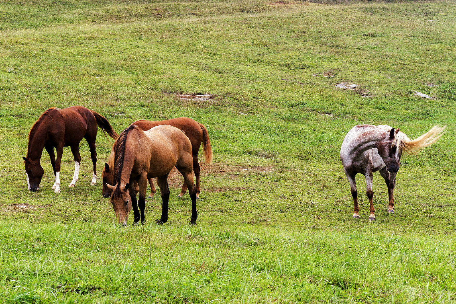 AF Zoom-Nikkor 28-85mm f/3.5-4.5 sample photo. Feasting horses photography