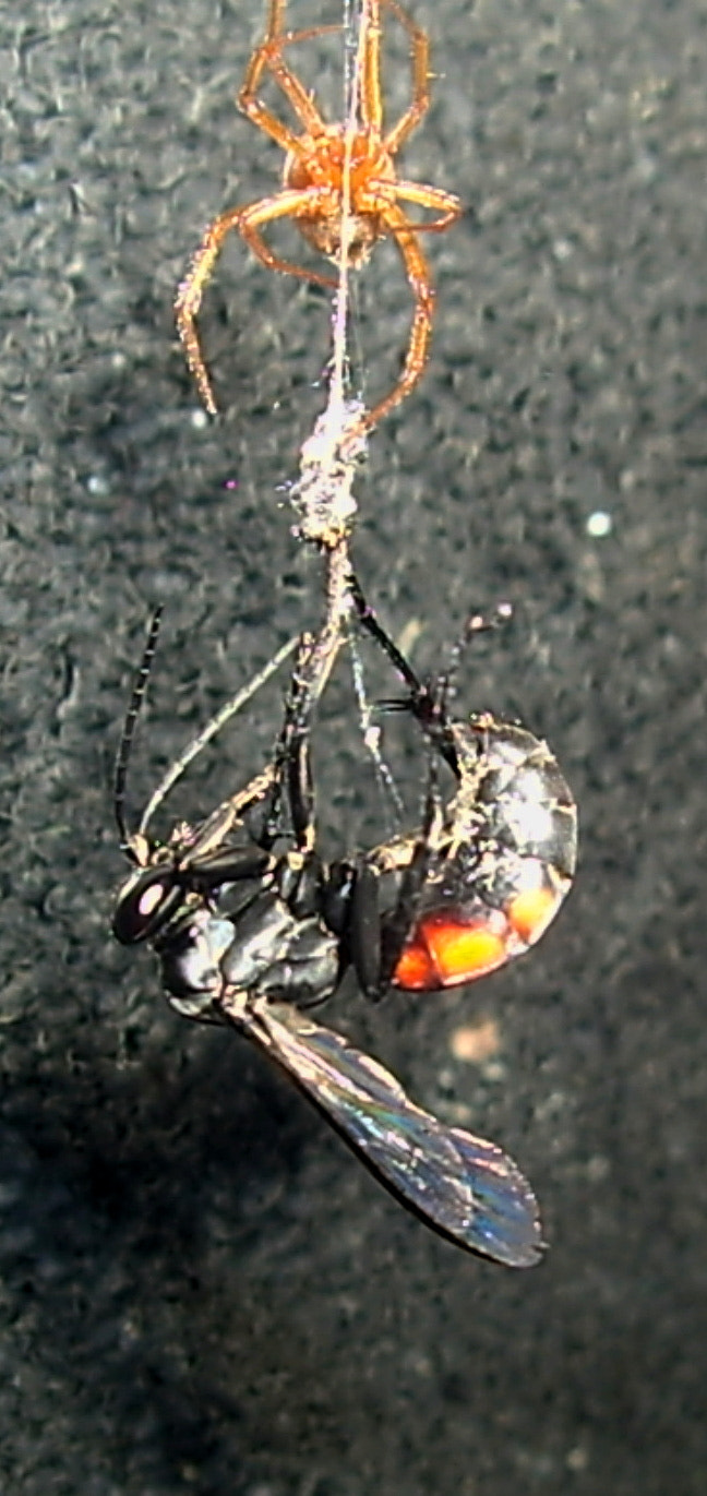 Pentax OPTIO A10 sample photo. Death from above photography