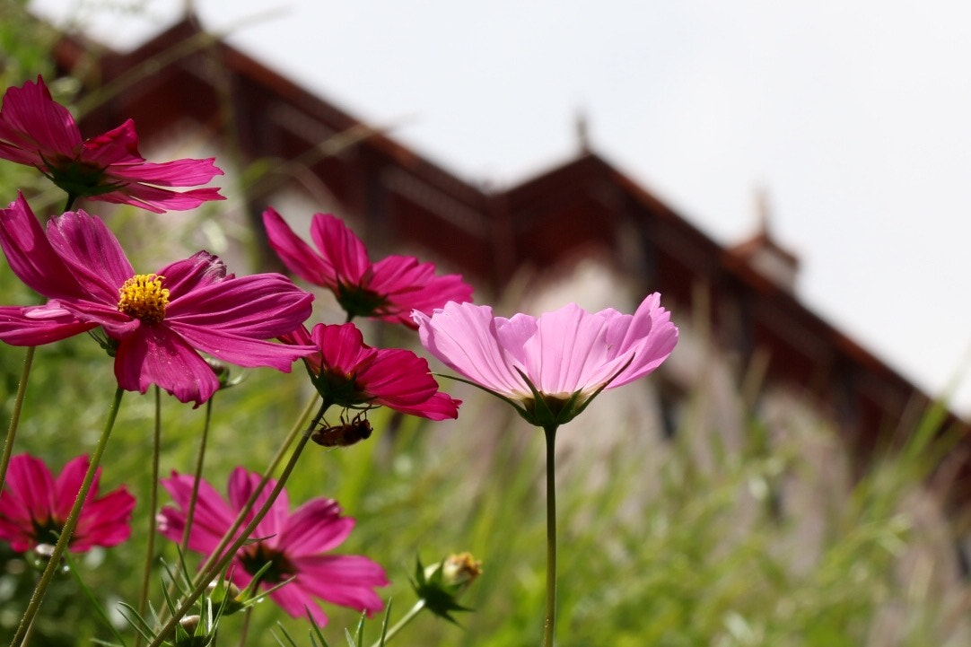 Canon EF-S 18-200mm F3.5-5.6 IS sample photo. Tibet, china. altitude around 3500m. photography