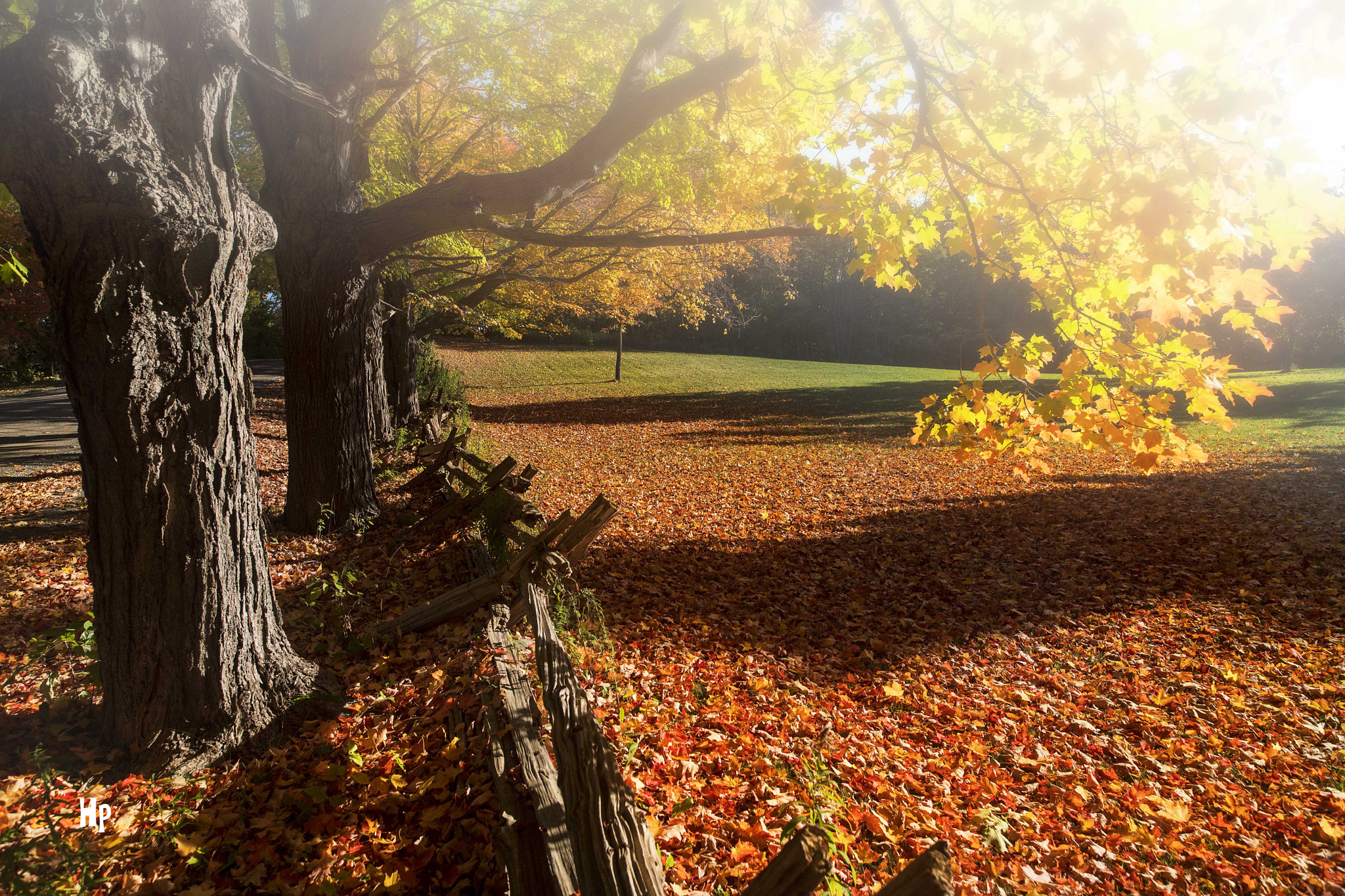 Nikon D5 sample photo. By the treeline photography