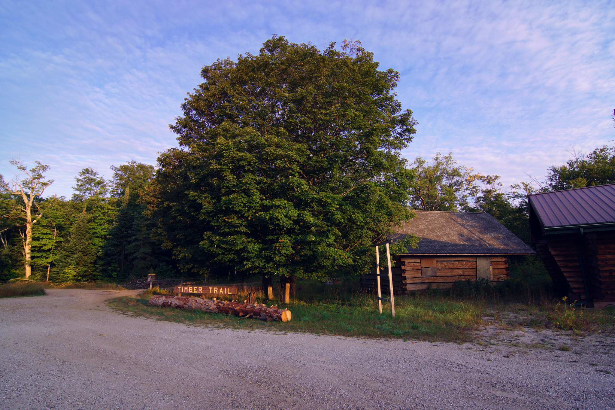 Sony SLT-A77 + 20mm F2.8 sample photo. Tree in algonquin park photography