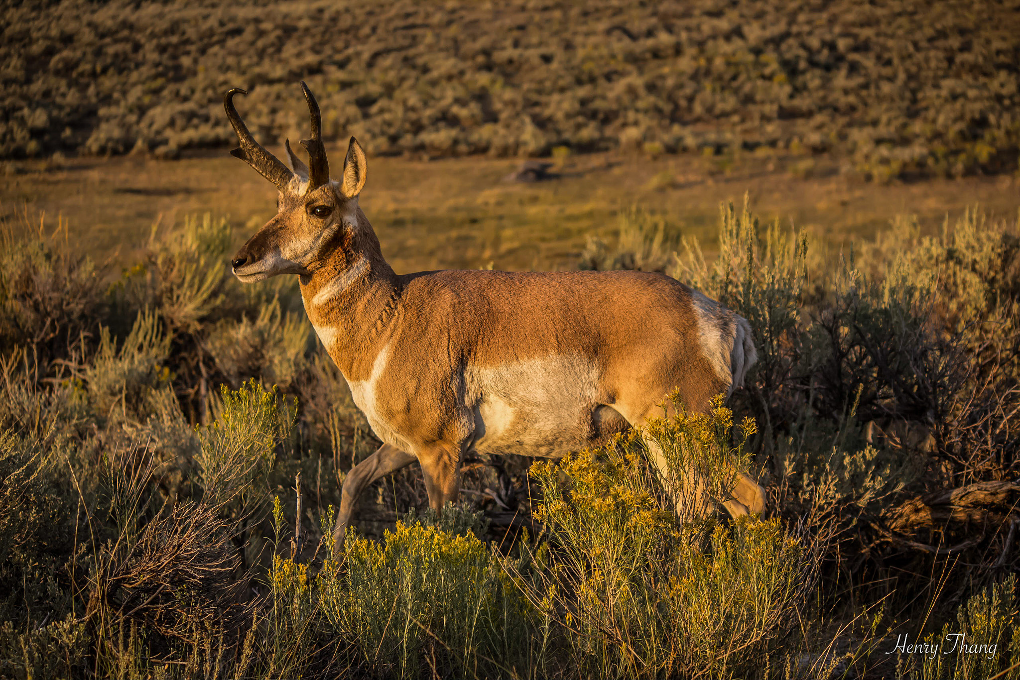 Canon EF-S 55-250mm F4-5.6 IS sample photo. Pronghorn photography