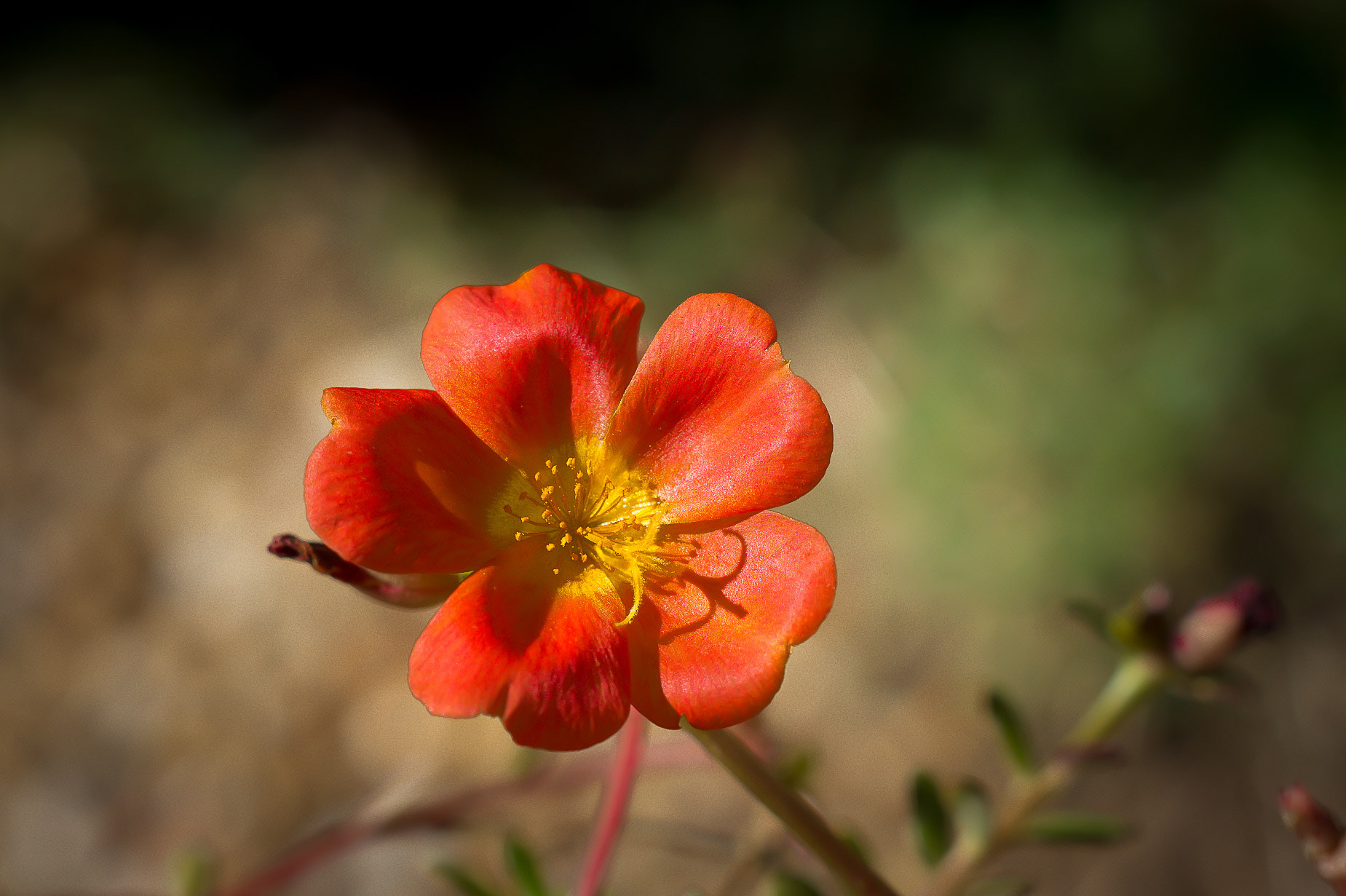 Sony SLT-A33 + Sony DT 50mm F1.8 SAM sample photo. I think this flower is not more beautiful than you photography