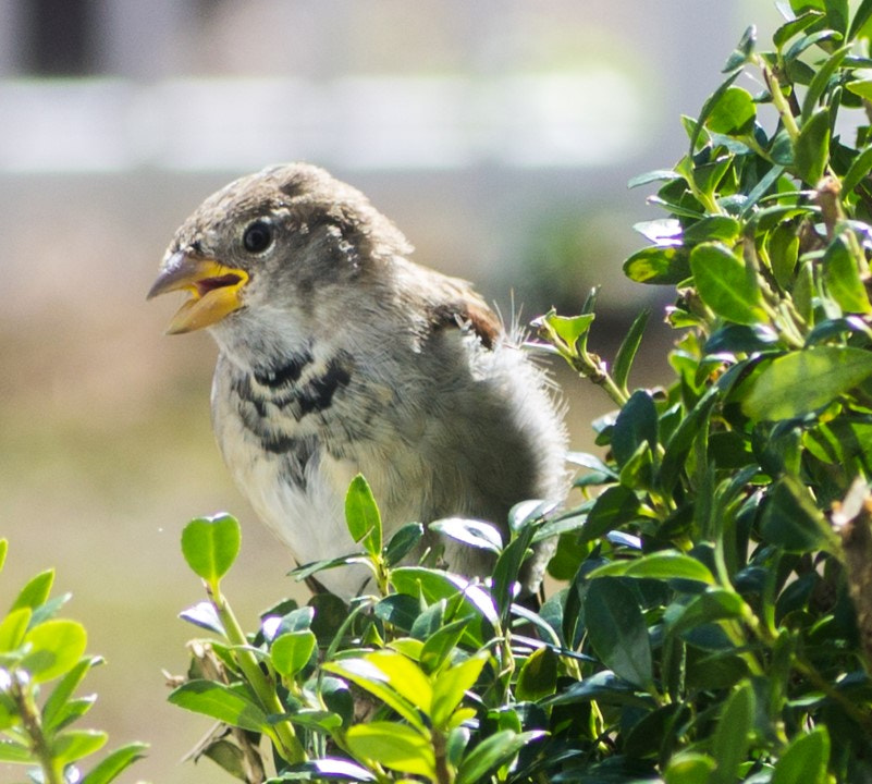 Tamron SP AF 90mm F2.8 Di Macro sample photo. Grasshopper sparrow photography