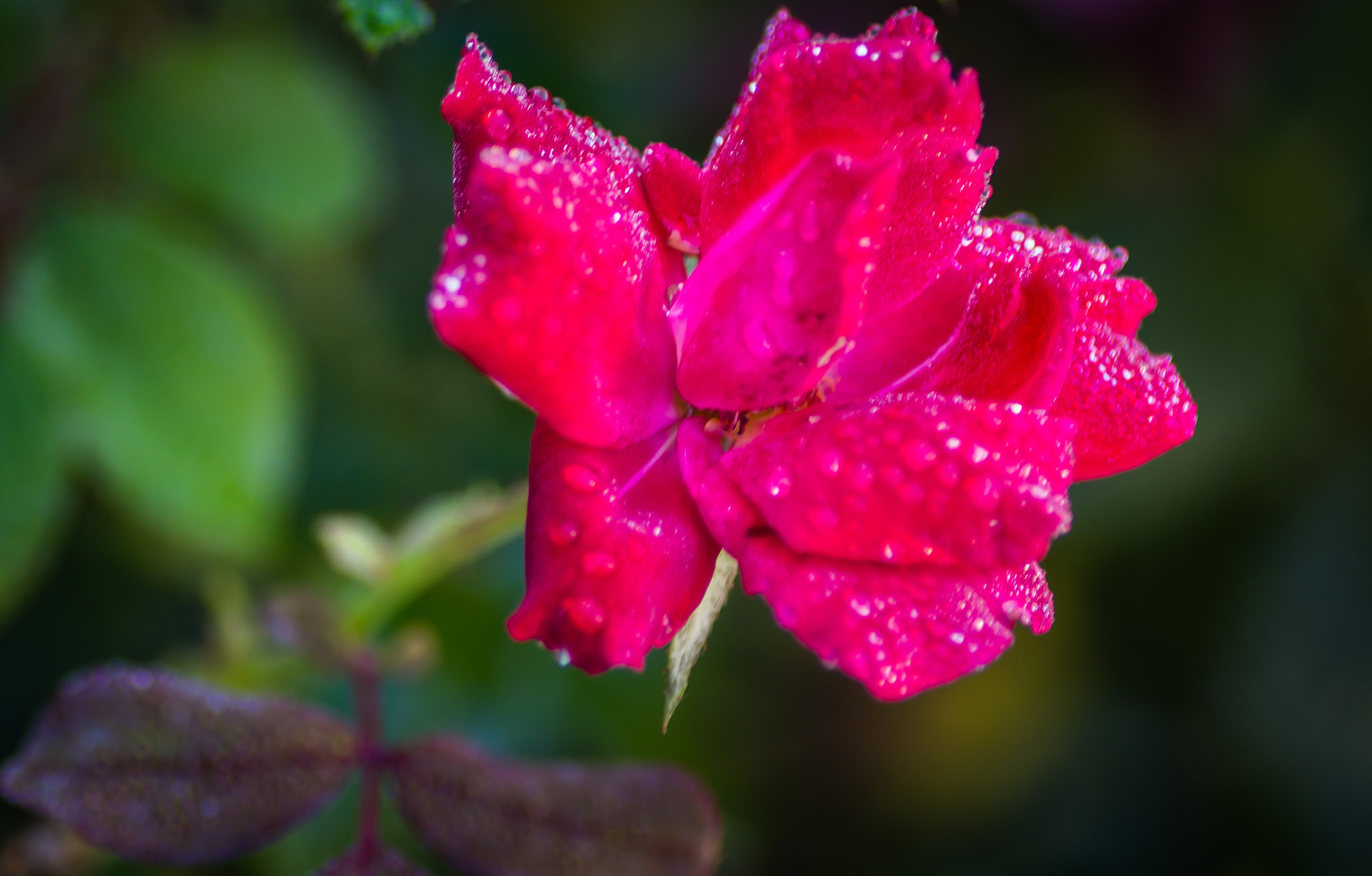 Tamron SP AF 90mm F2.8 Di Macro sample photo. Dew drops photography