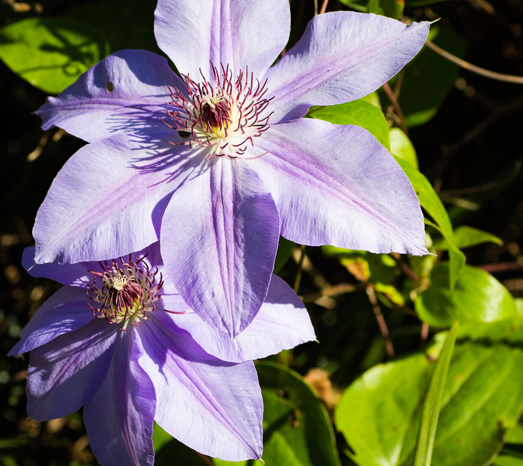 Tamron SP AF 90mm F2.8 Di Macro sample photo. Tender and delicate clematis photography