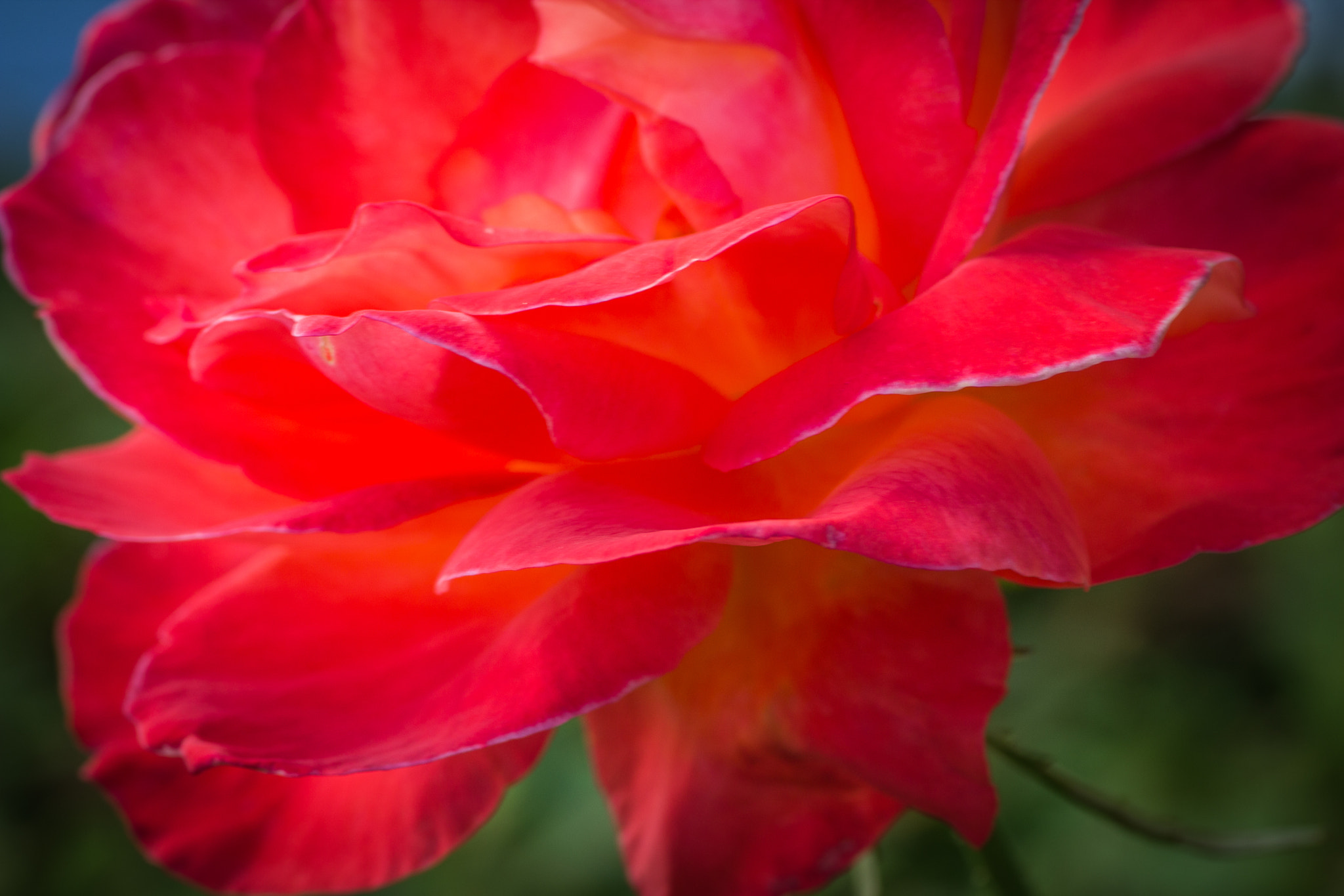 Tamron SP AF 90mm F2.8 Di Macro sample photo. Tender and delicate calypso rose photography