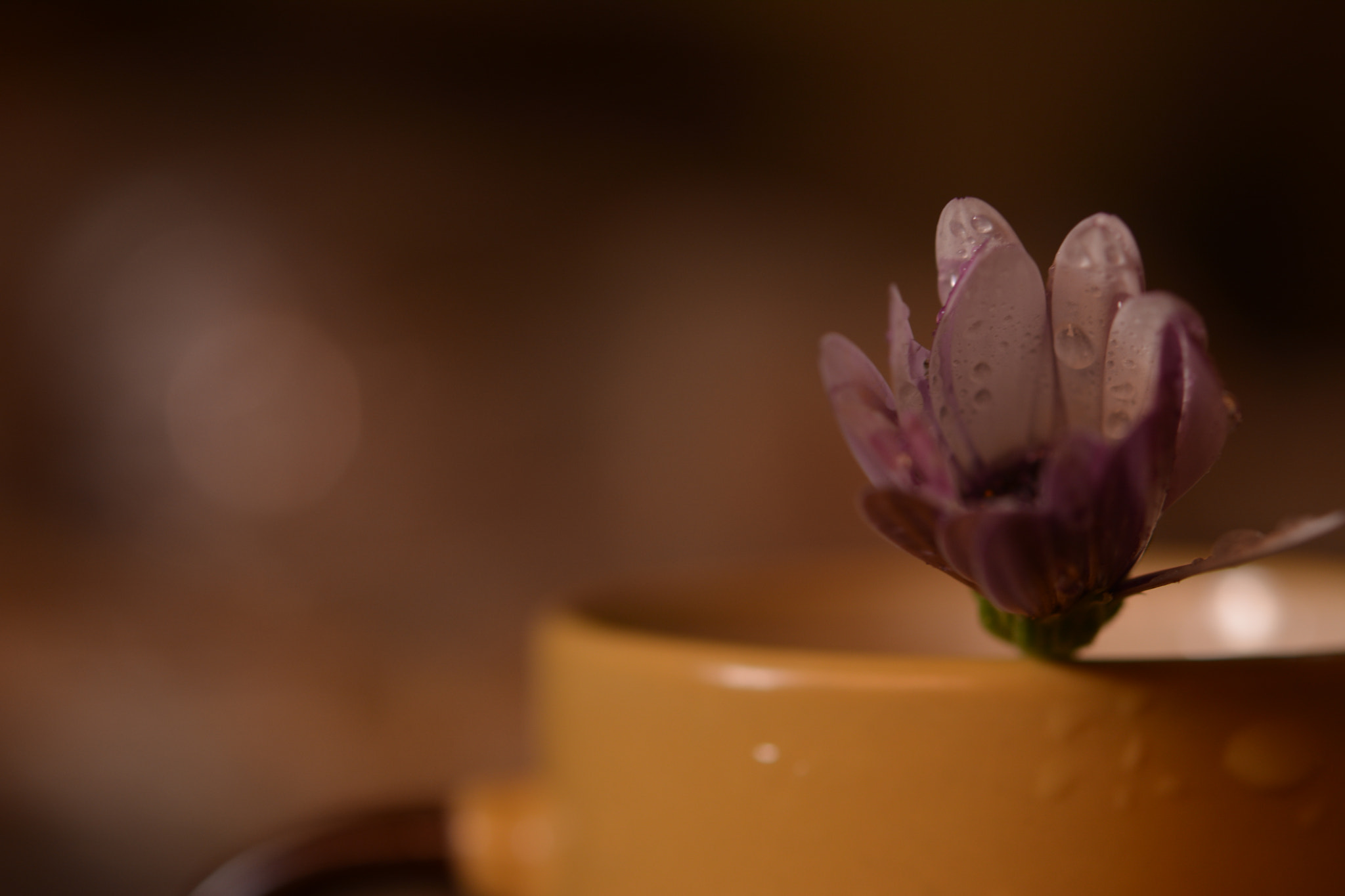 Nikon AF-S Micro-Nikkor 60mm F2.8G ED sample photo. Flower photography