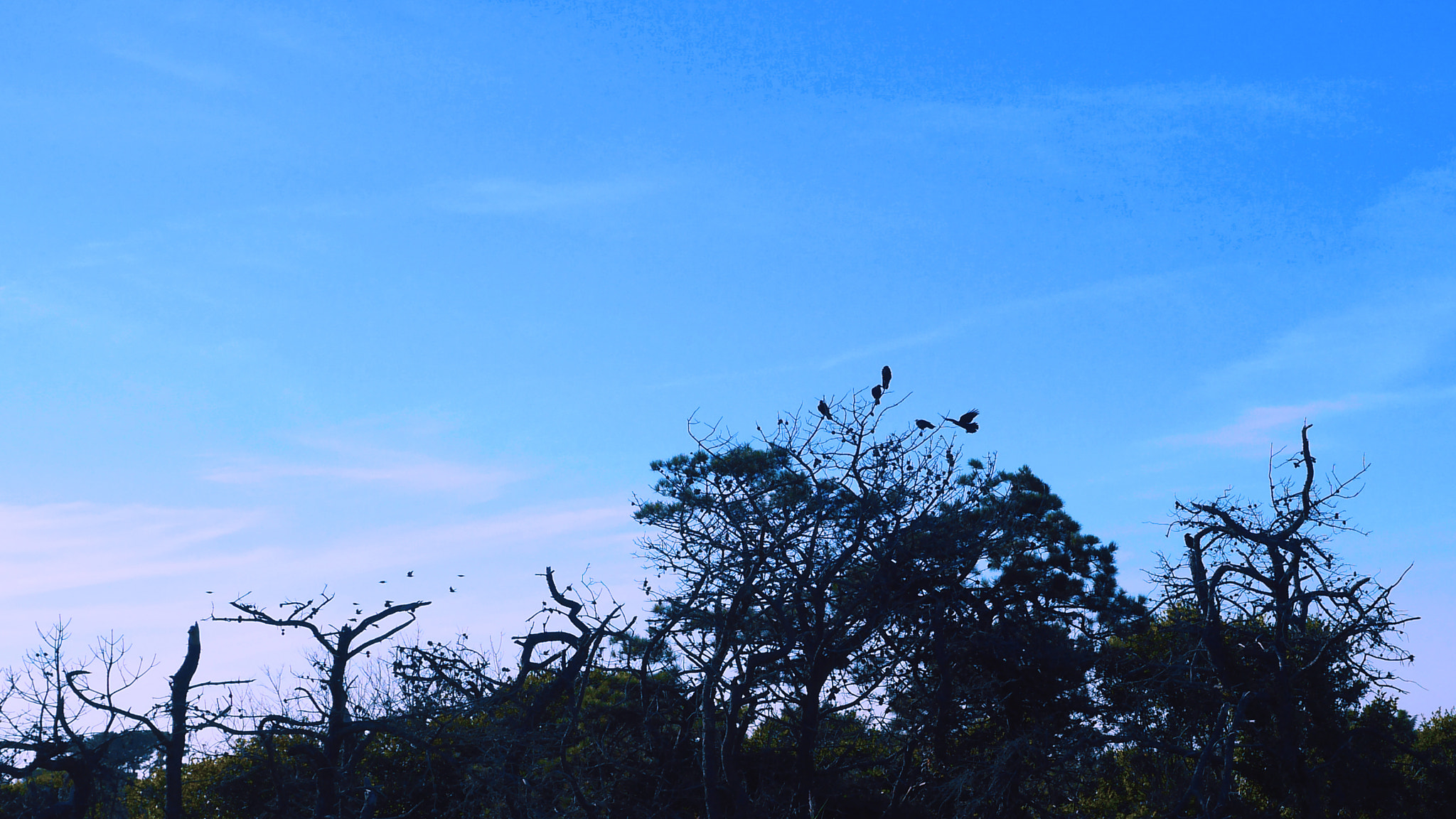 Panasonic Lumix DMC-GH3 + Panasonic Leica DG Summilux 25mm F1.4 II ASPH sample photo. Birds photography