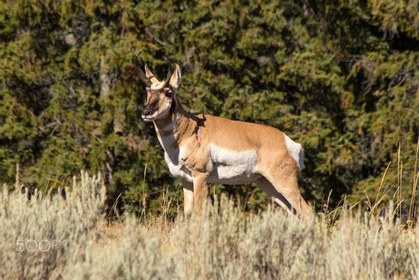 Canon EOS 7D Mark II + Canon EF 75-300mm F4.0-5.6 IS USM sample photo. Pronghorn photography