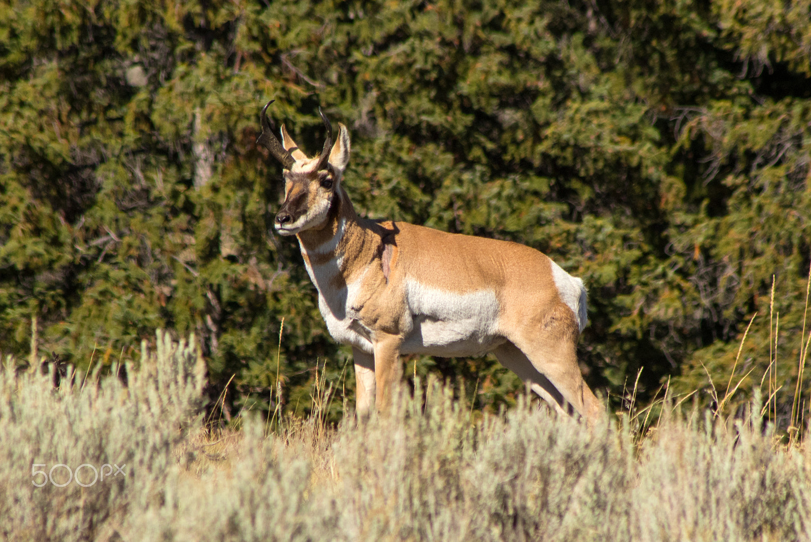Canon EF 75-300mm F4.0-5.6 IS USM sample photo. Pronghorn photography