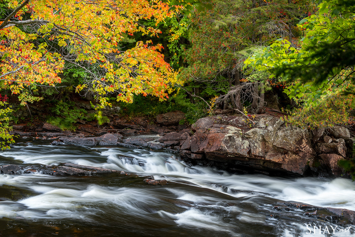 Sony a7R II + Sony 70-400mm F4-5.6 G SSM II sample photo. Autumn rush photography