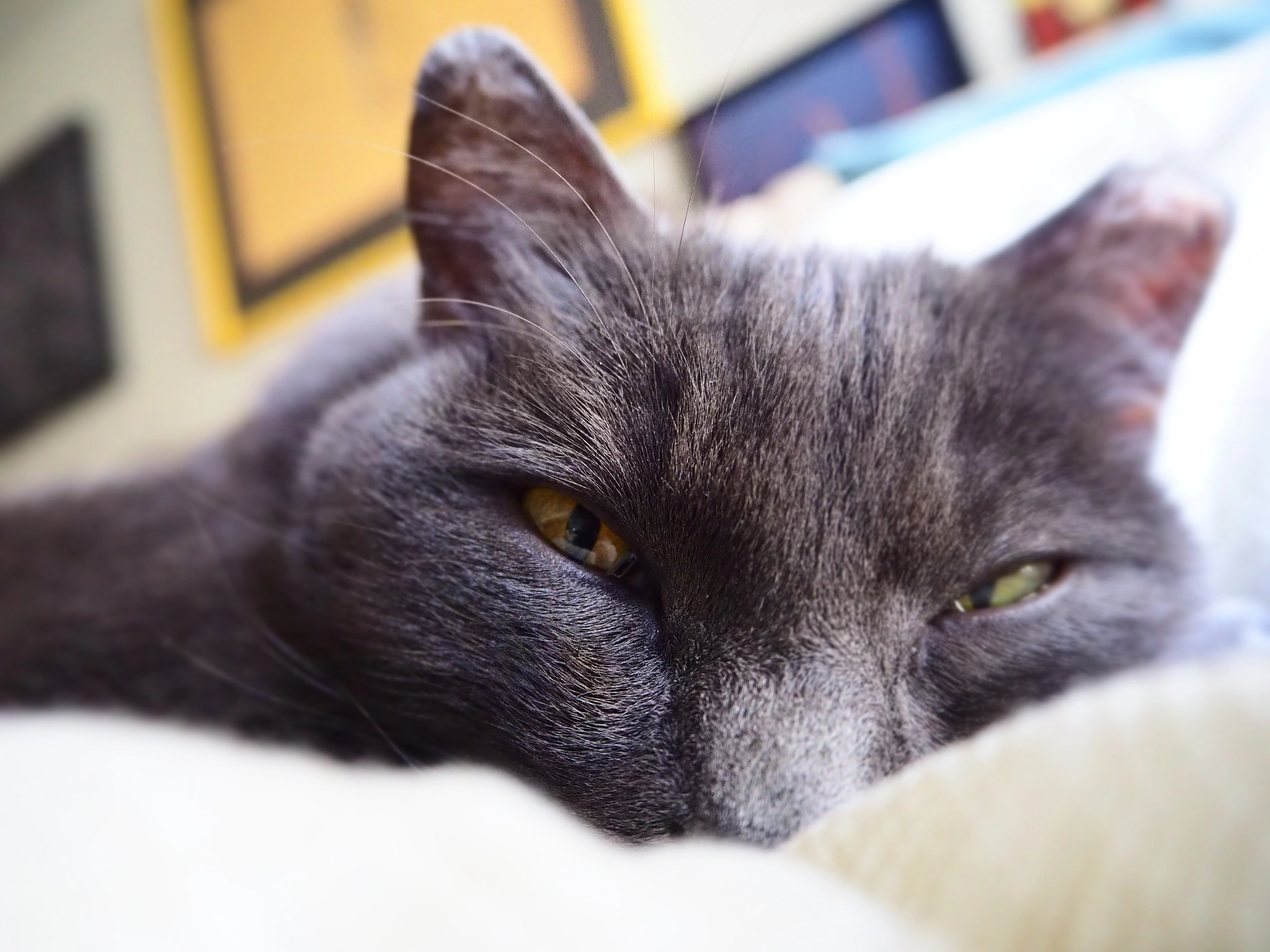 Olympus Air A01 sample photo. I woke him up photography
