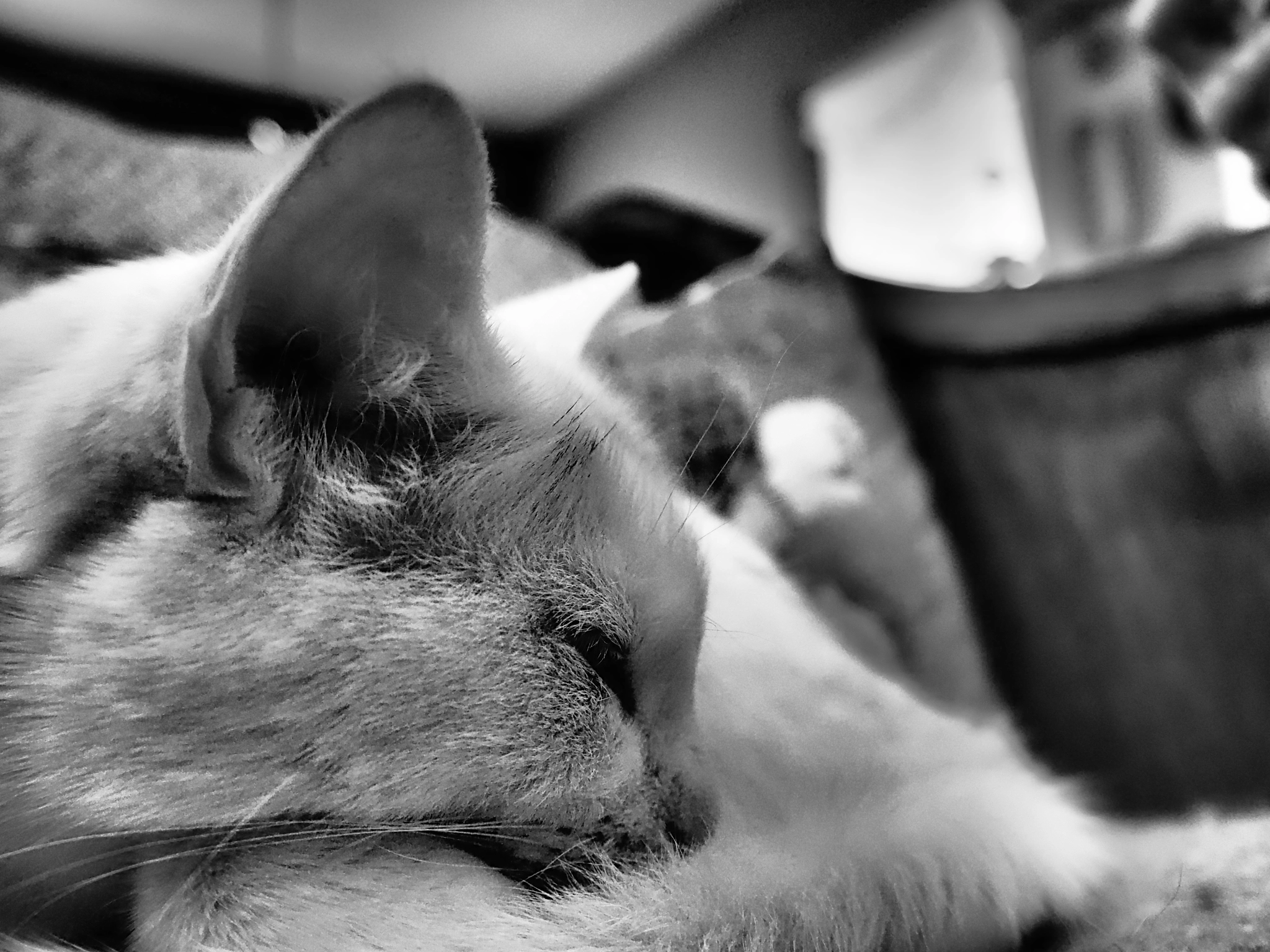 Olympus Air A01 sample photo. The princess of sleep photography