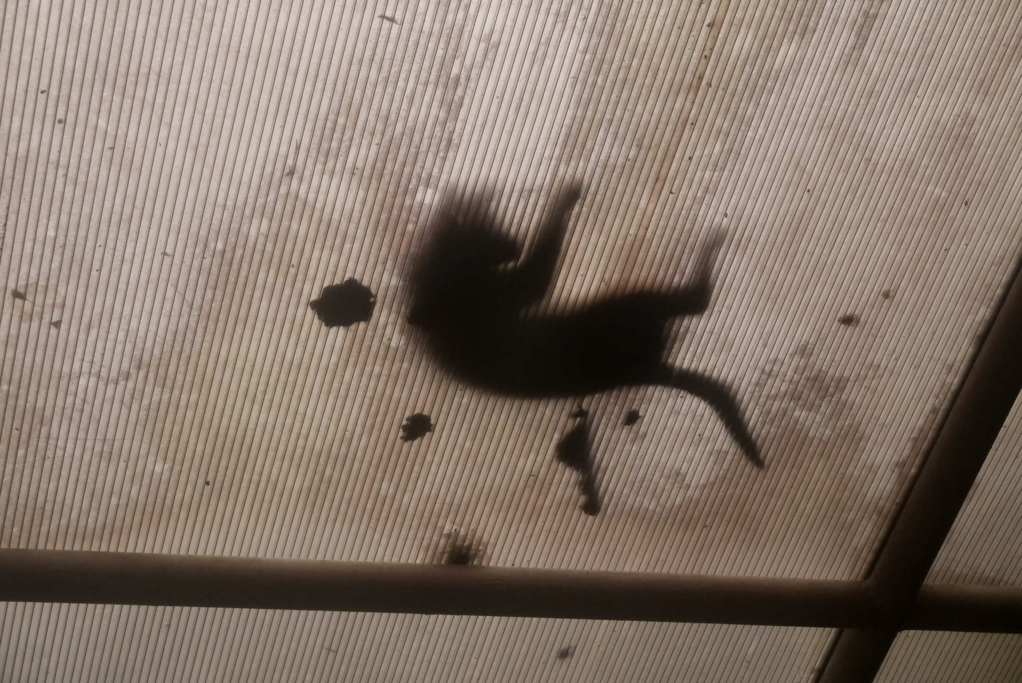 LUMIX G VARIO PZ 14-42/F3.5-5.6 sample photo. Unidentified creature on the roof photography