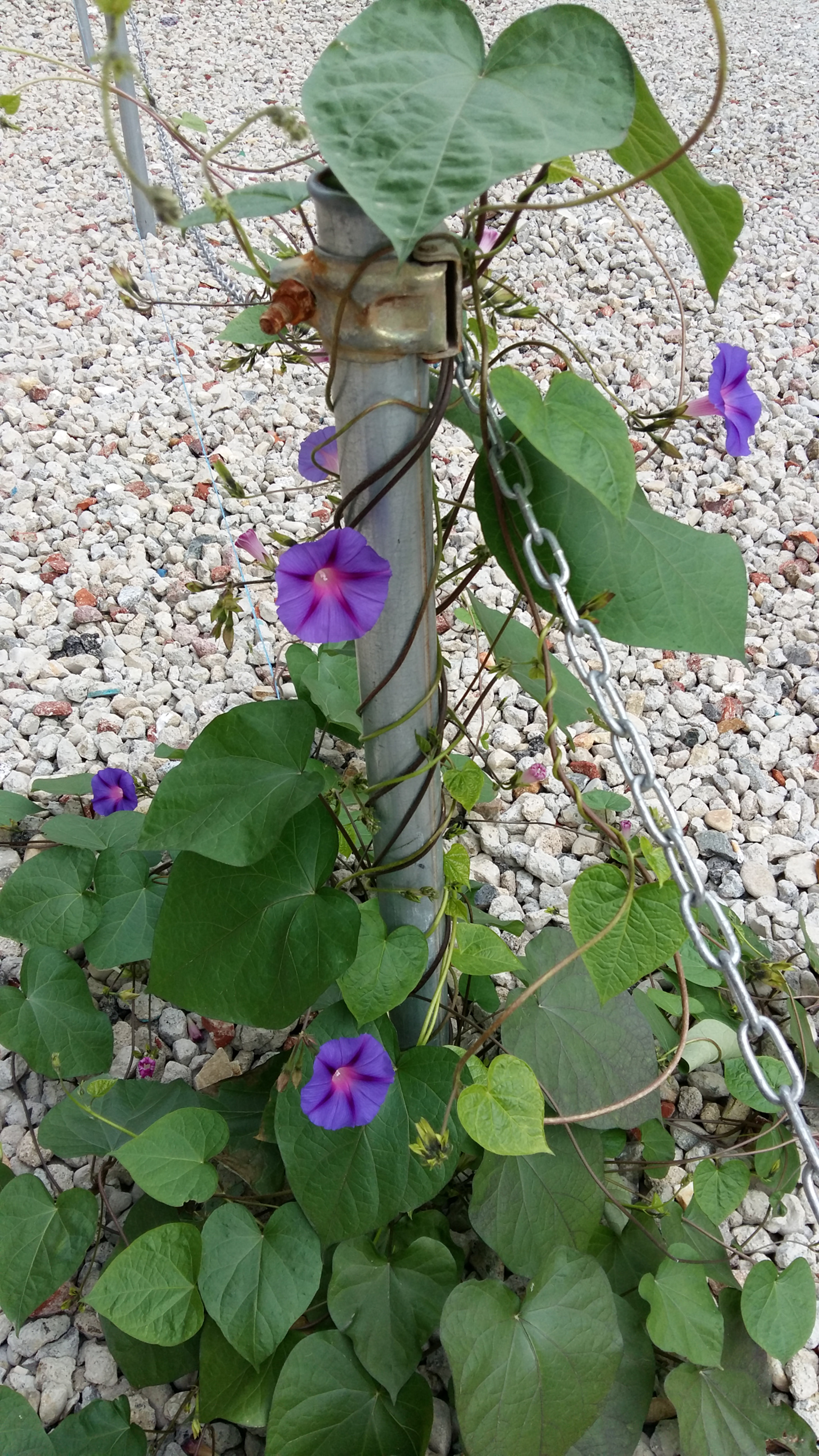 Samsung Galaxy Grand-Max sample photo