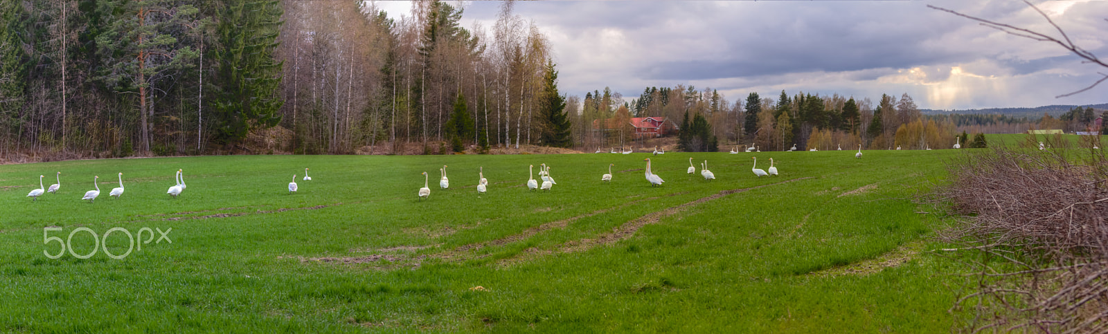 Canon EOS 60D + Tamron SP 70-300mm F4-5.6 Di VC USD sample photo. The swans in finland, jämsä (9 exposures stitched panorama, 11.5.2016, 18:39) photography