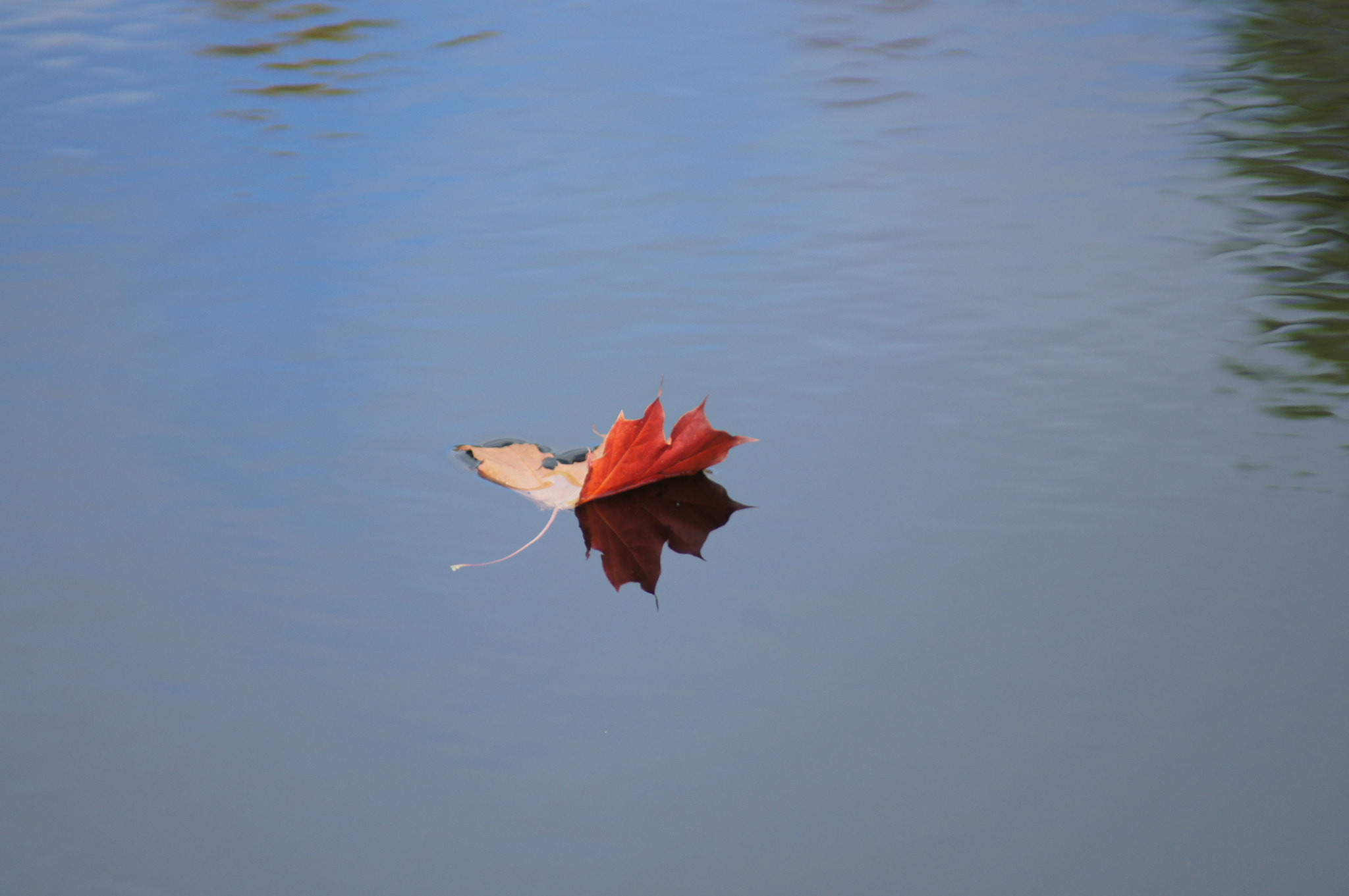 Sony Alpha DSLR-A580 sample photo
