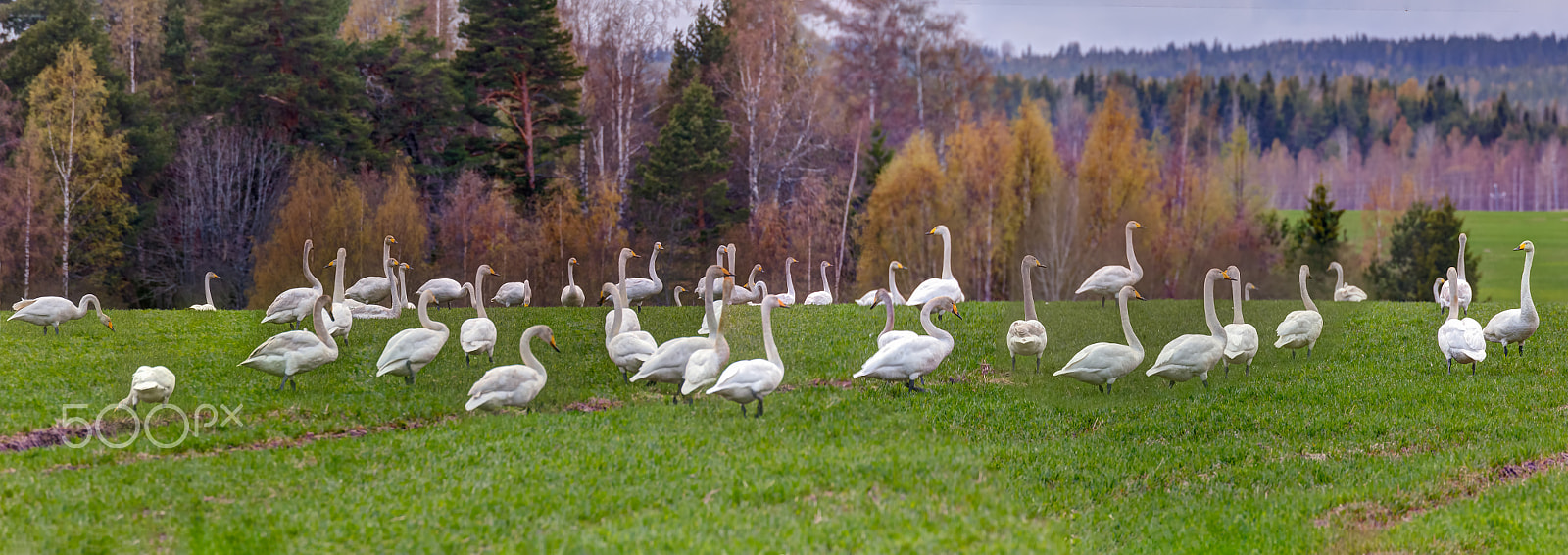Canon EOS 60D + Tamron SP 70-300mm F4-5.6 Di VC USD sample photo. Come gather round swans, where ever you roam,... (9 exposure stitched panorama, 11.5.2014, 18:42) photography