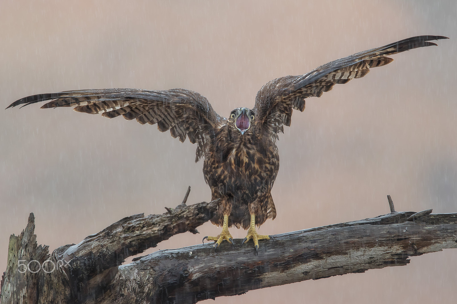 Canon EF 600mm F4L IS II USM sample photo. Make it stop already!!! photography