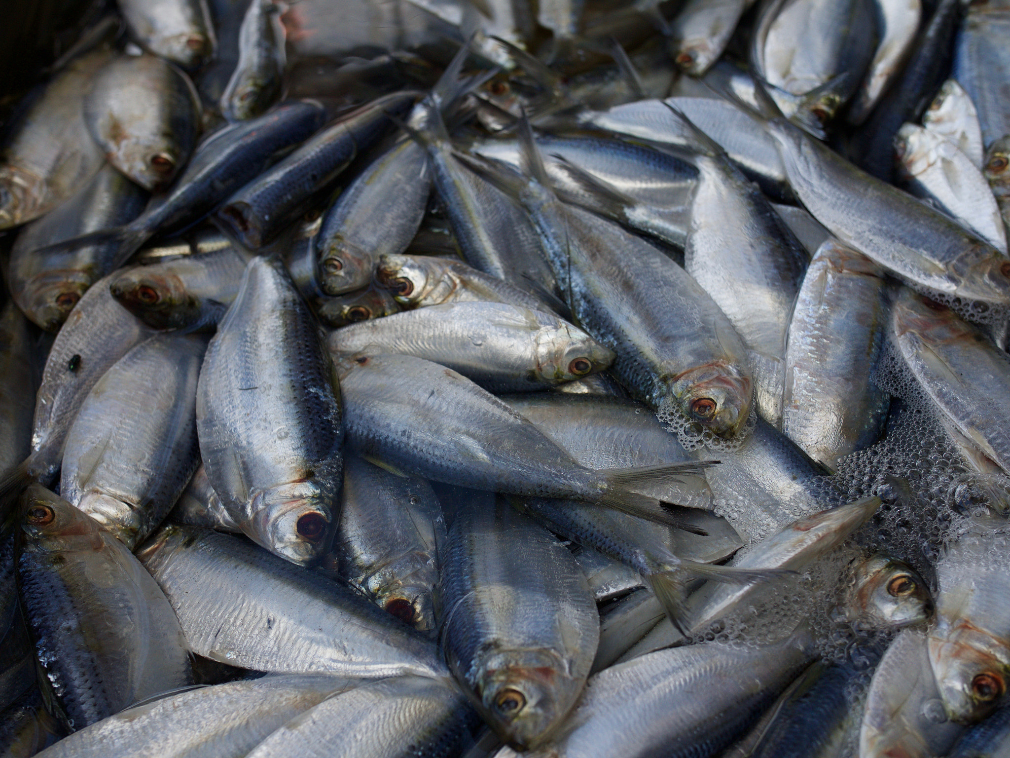 Panasonic Lumix DMC-GH4 + .7x Metabones 18-35/1.8 sample photo. Tarpon food photography