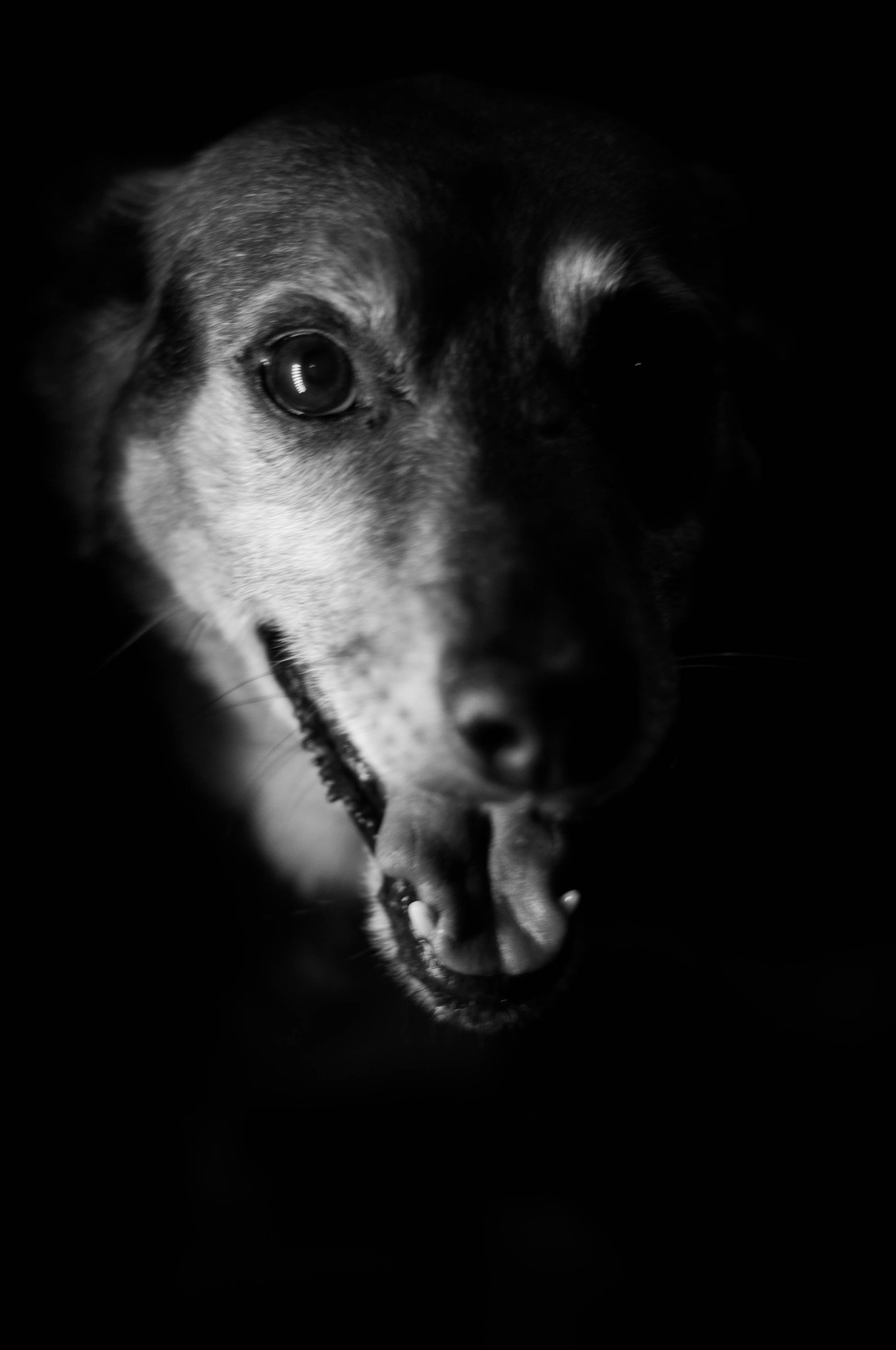 Nikon D90 + AF Nikkor 50mm f/1.8 sample photo. Dog photography