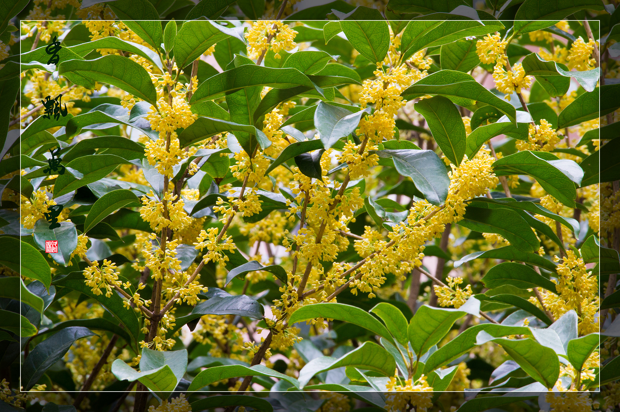 Nikon Df sample photo. Sweet-scented osmanthus photography