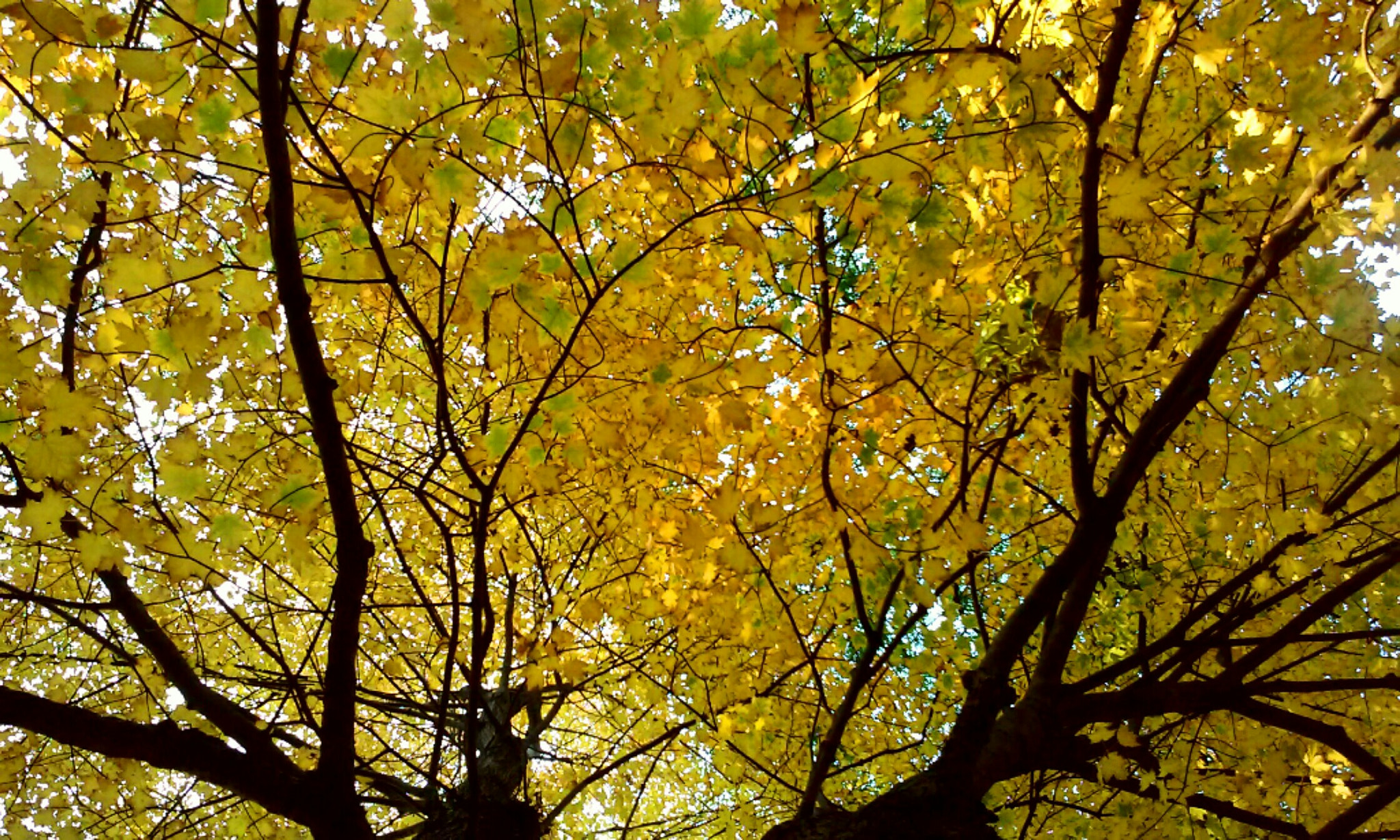 LG L70 sample photo