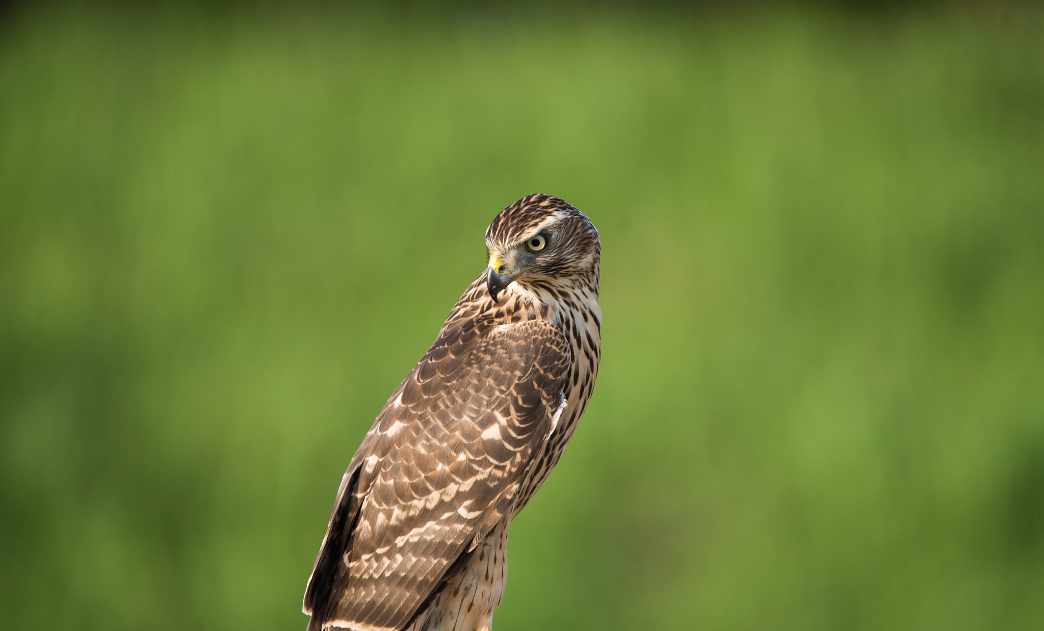 Sony a7S + Tamron SP 150-600mm F5-6.3 Di VC USD sample photo. The northern goshawk (accipiter gentilis) photography