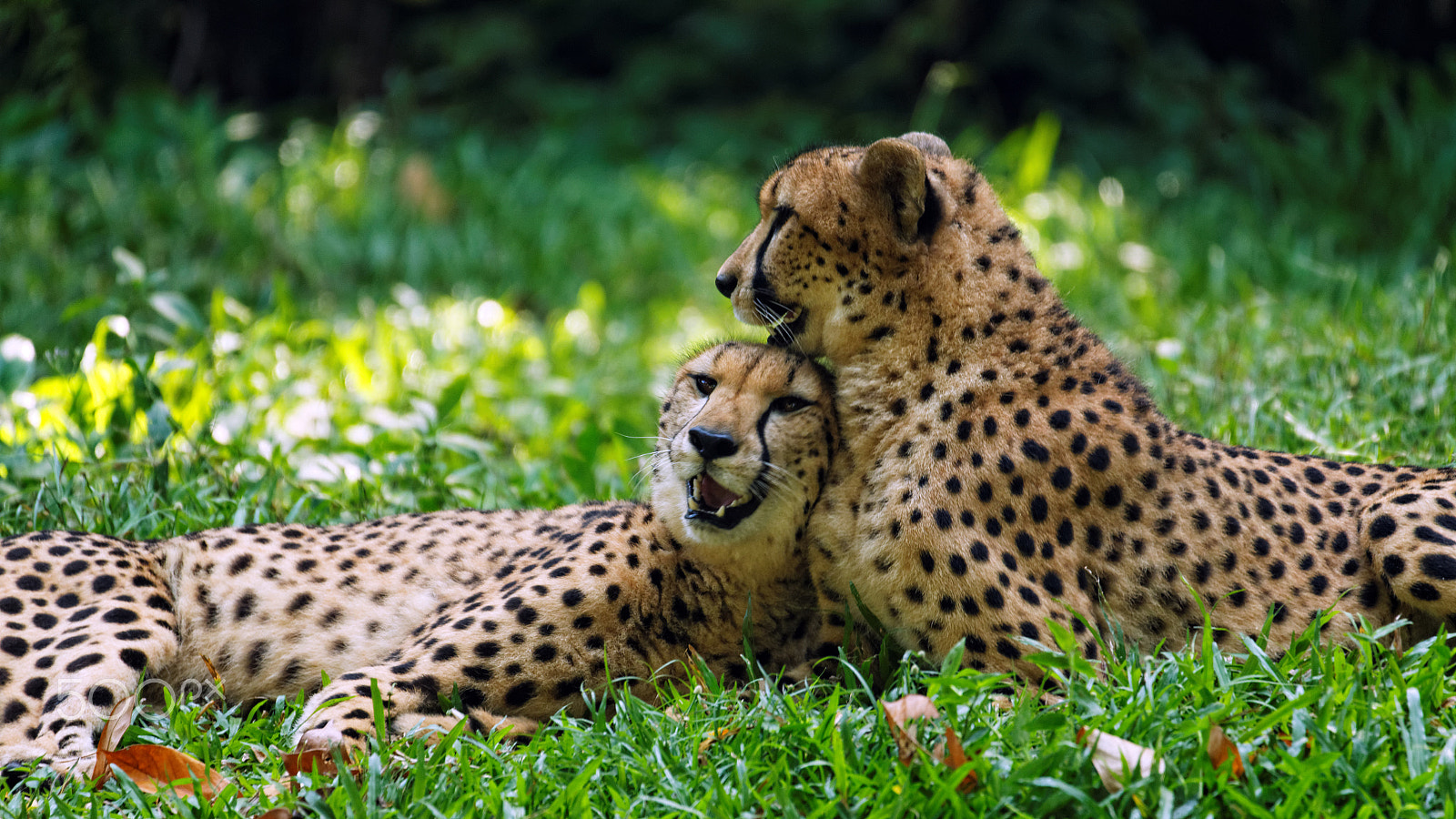 Tamron SP 150-600mm F5-6.3 Di VC USD sample photo. Singapore zoo photography