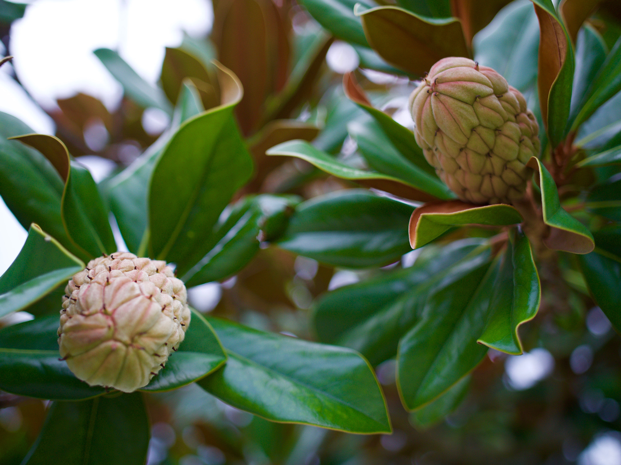 .7x Metabones 18-35/1.8 sample photo. Young magnolias photography