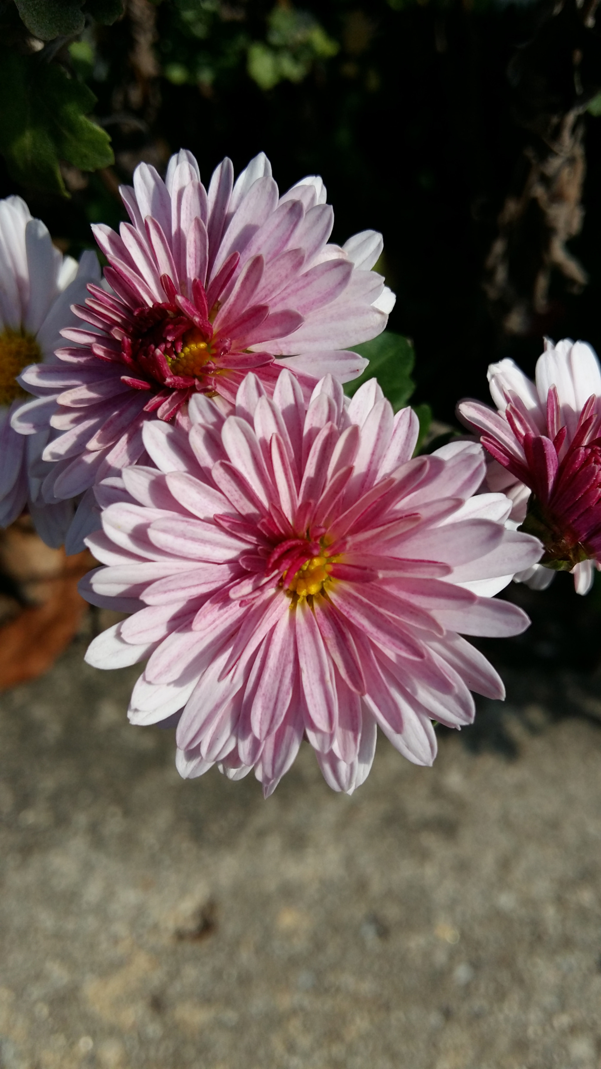 Samsung Galaxy Grand-Max sample photo