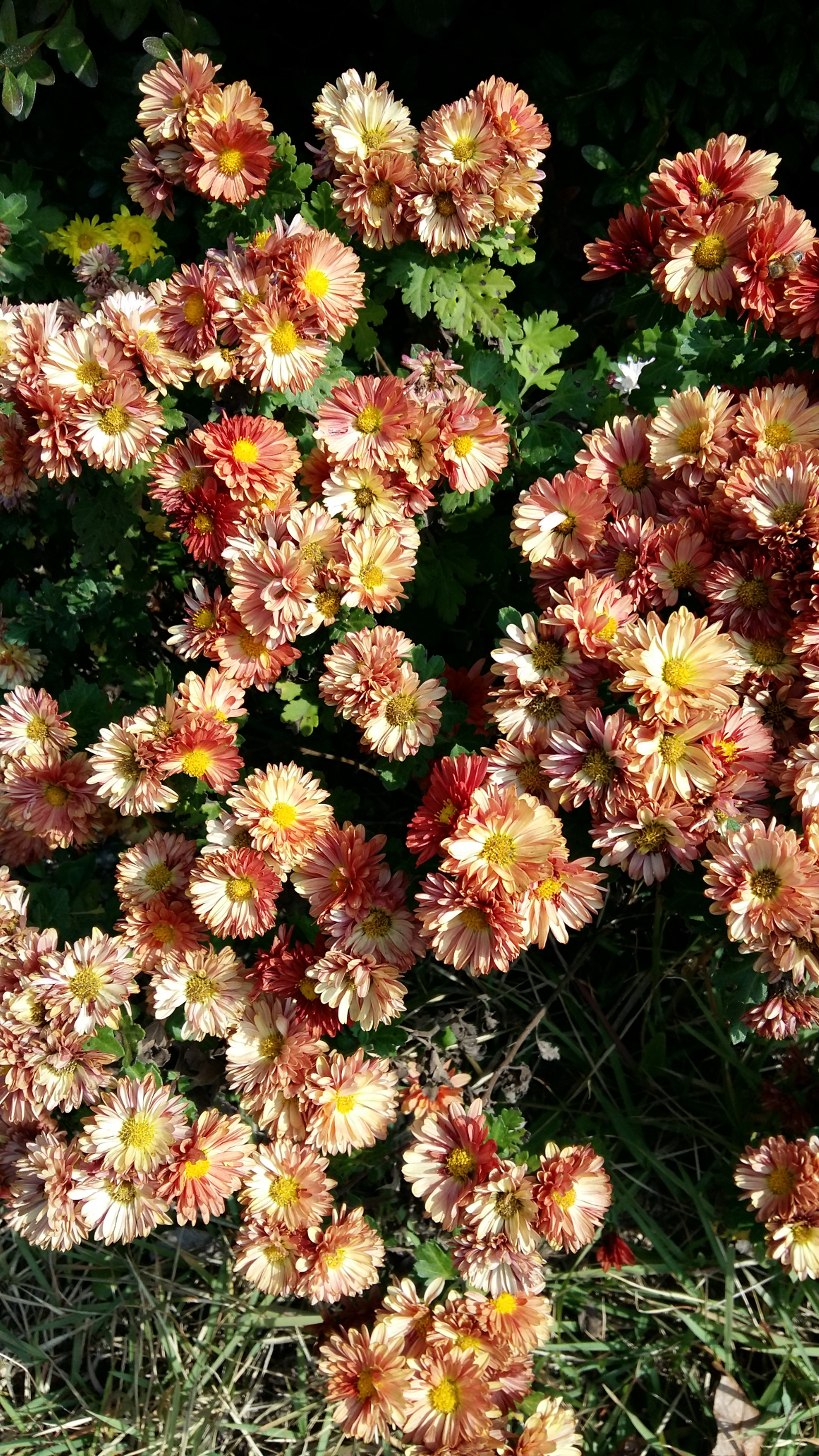 Samsung Galaxy Grand-Max sample photo