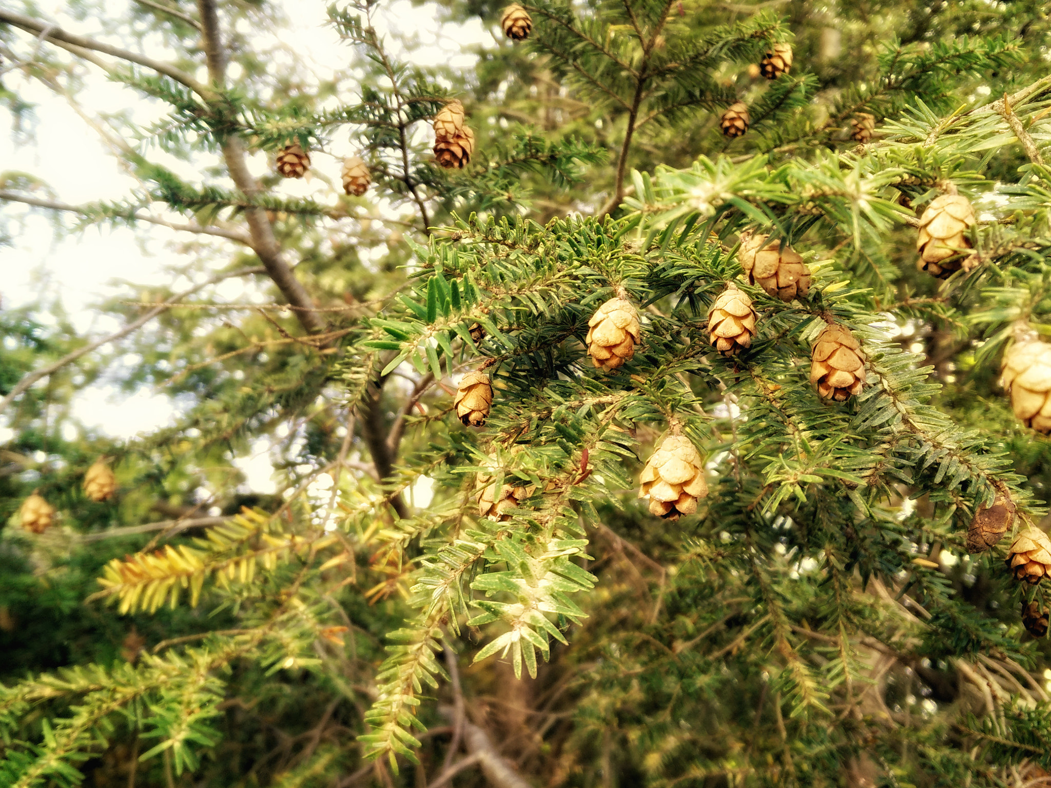 OnePlus ONE sample photo. Tiny pine cones photography