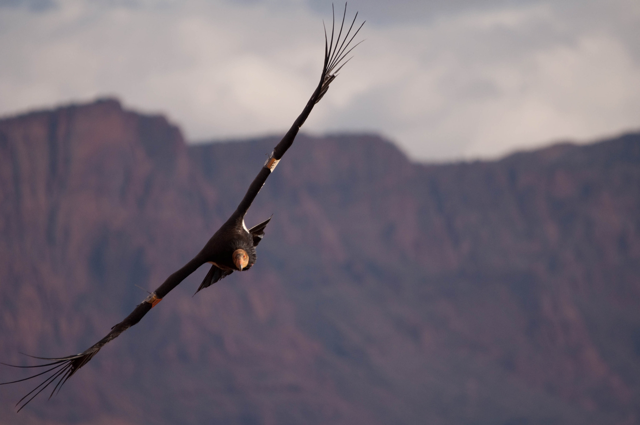 Sigma 120-400mm F4.5-5.6 DG OS HSM sample photo. Condors () photography