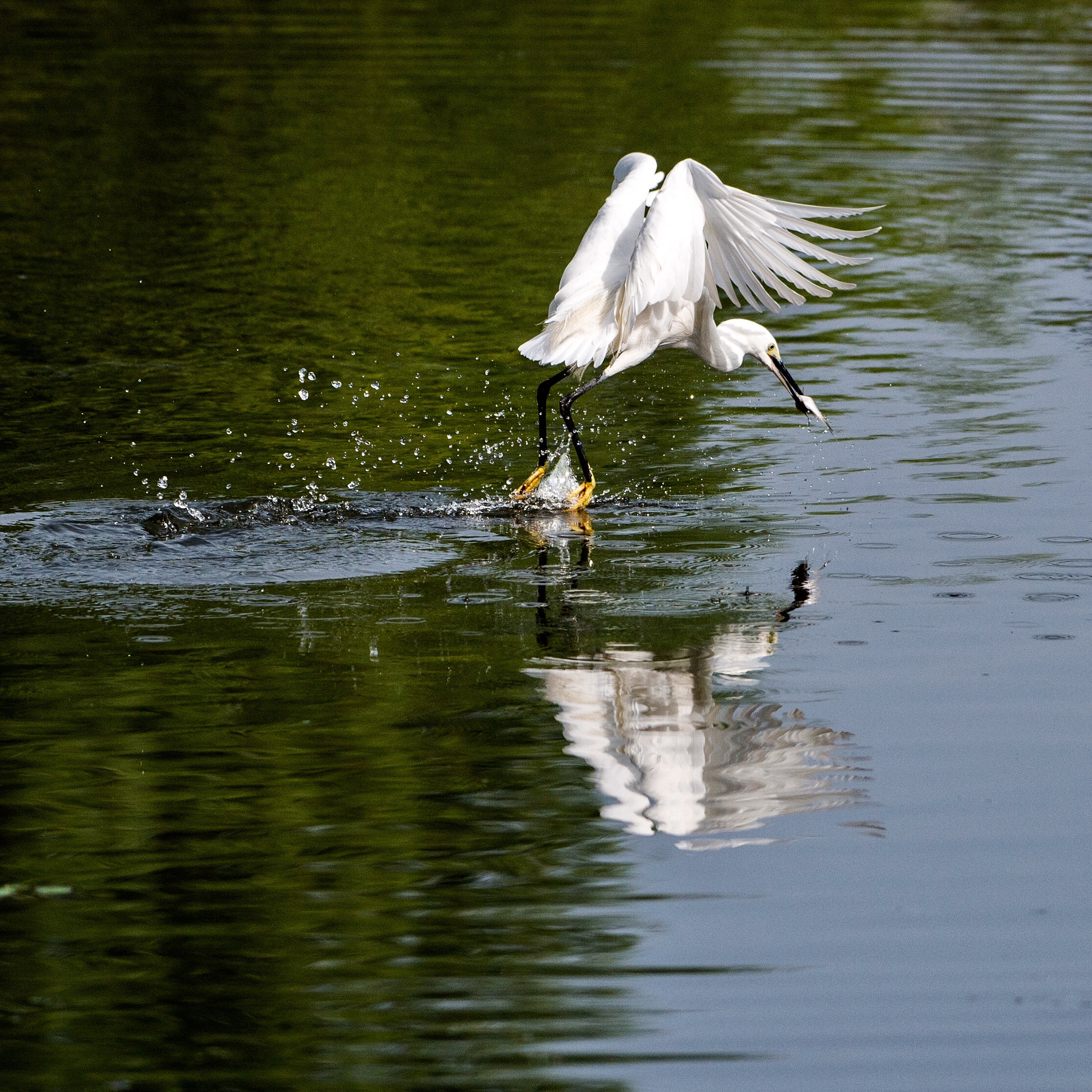 Nikon AF-S Nikkor 200-500mm F5.6E ED VR sample photo. Egrets photography