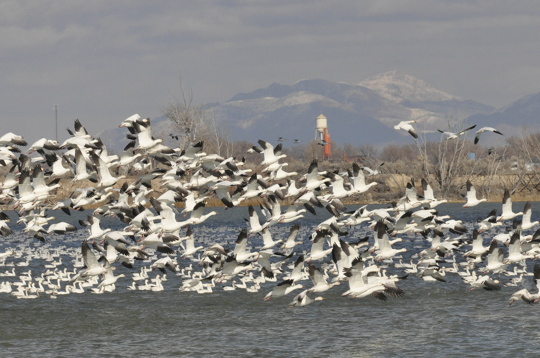 Sigma 120-400mm F4.5-5.6 DG OS HSM sample photo. Lightroom snow geese () photography