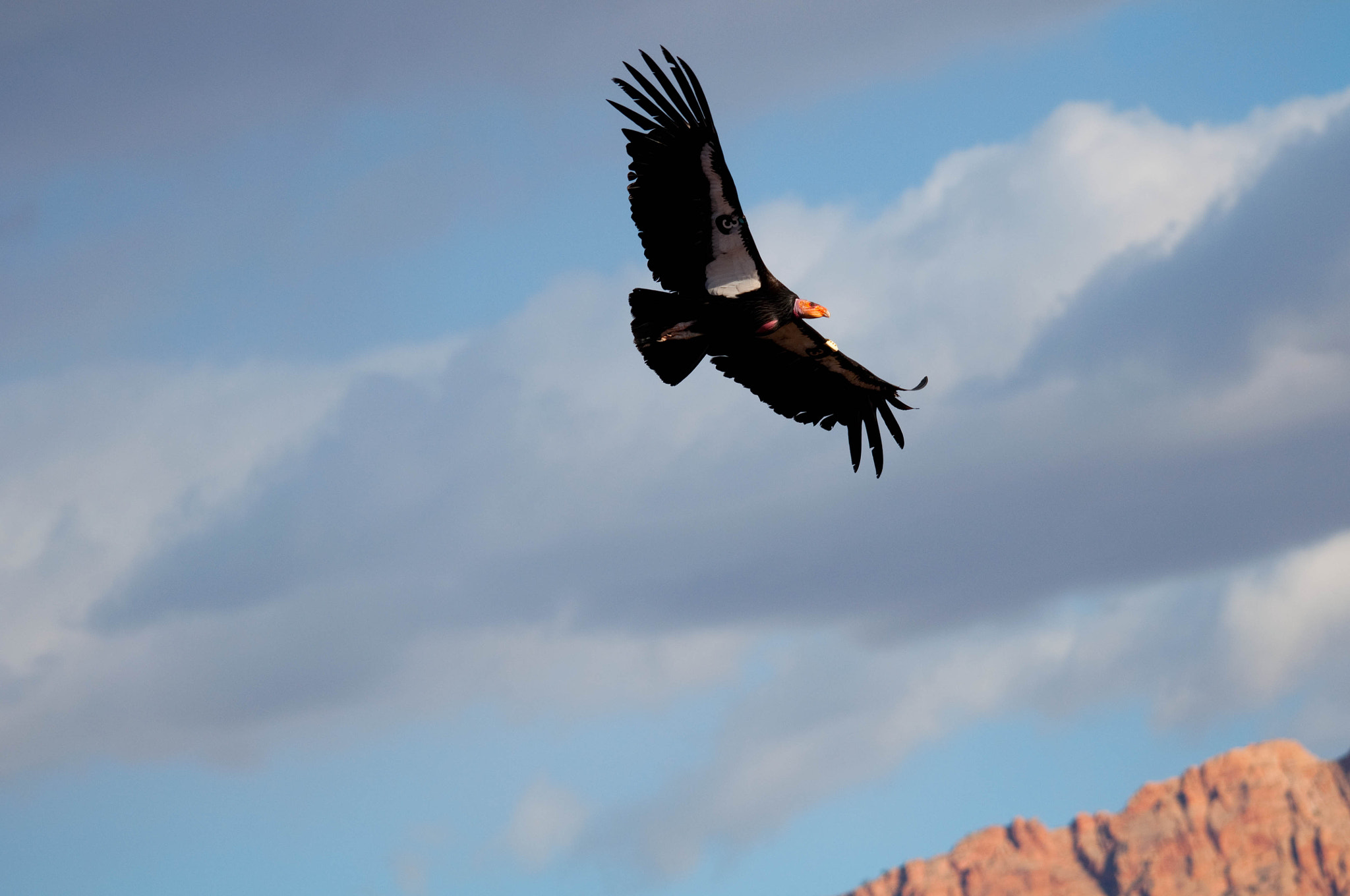 Sigma 120-400mm F4.5-5.6 DG OS HSM sample photo. Condors () photography