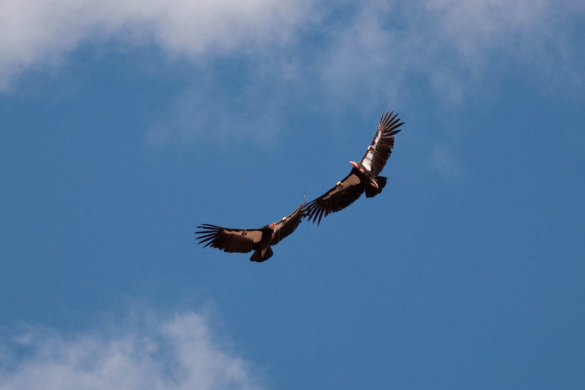 Sigma 120-400mm F4.5-5.6 DG OS HSM sample photo. Condors () photography