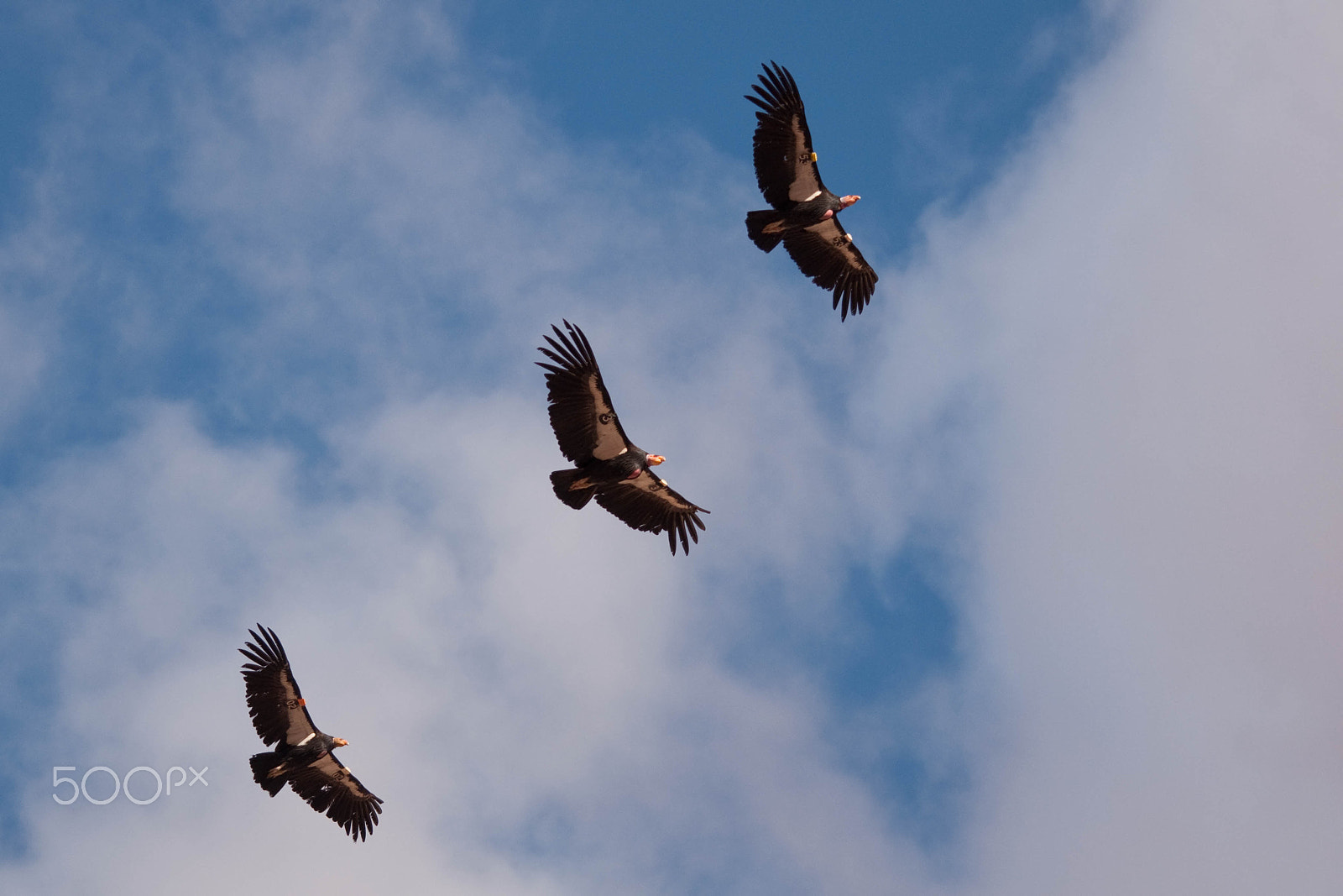 Sigma 120-400mm F4.5-5.6 DG OS HSM sample photo. Condors photography