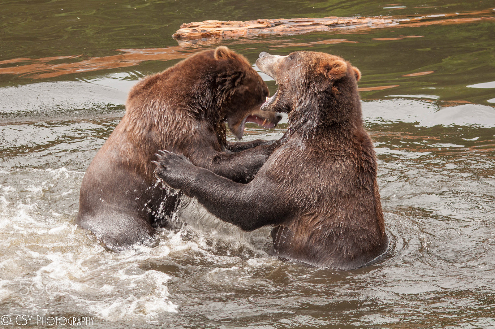 Sigma 120-400mm F4.5-5.6 DG OS HSM sample photo. Bear refuse photography