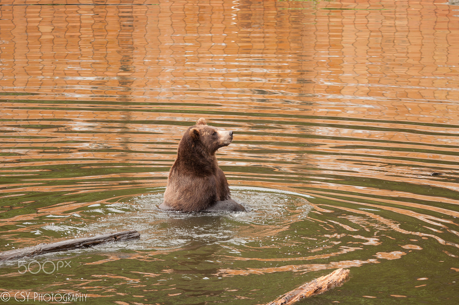 Sigma 120-400mm F4.5-5.6 DG OS HSM sample photo. Bear refuge photography
